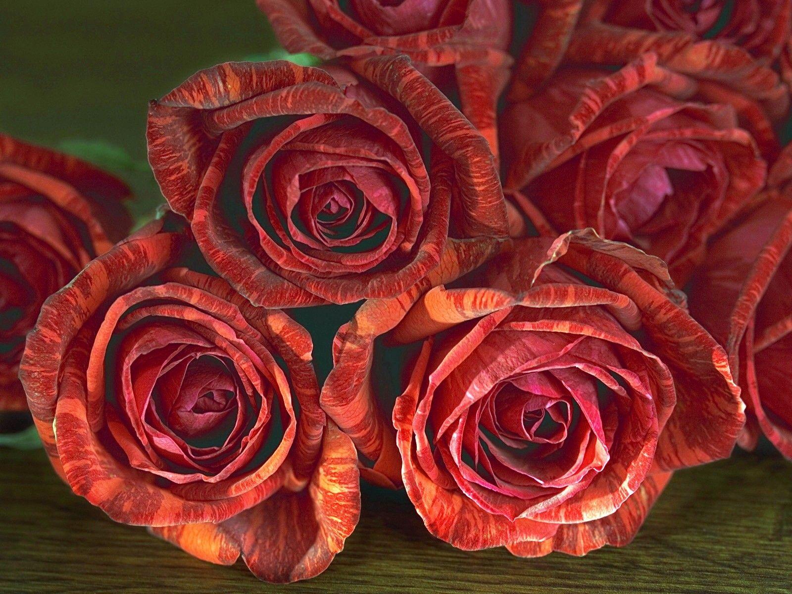 1600x1200 Flowers: Unique Nice Red Colorful Roses Rose Flower HD Wallpaper