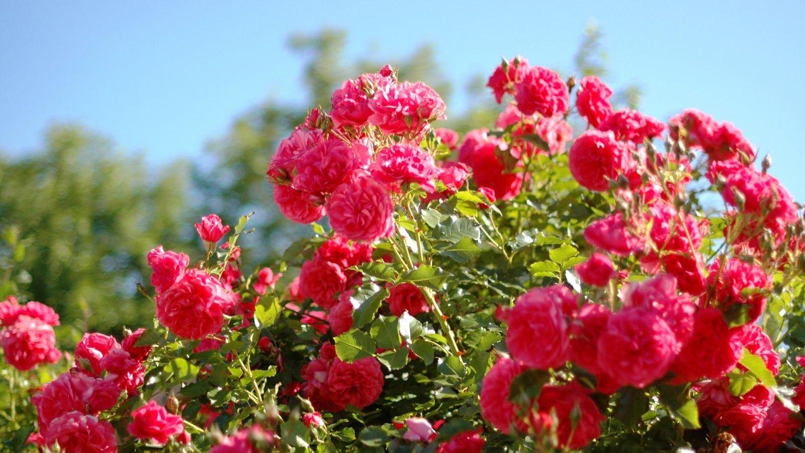 1600x900 Free Rose Garden Wallpaper