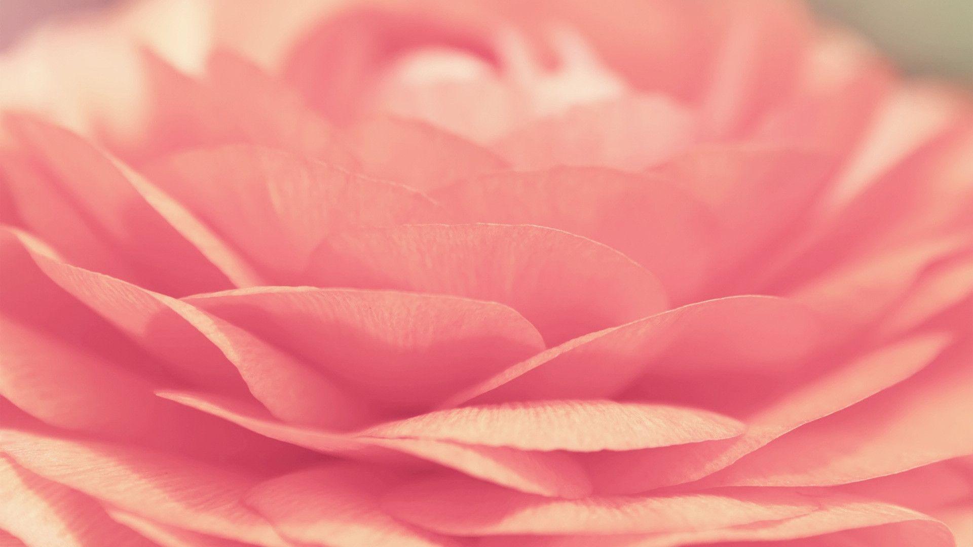 1920x1080 Pink Rose Wallpaper