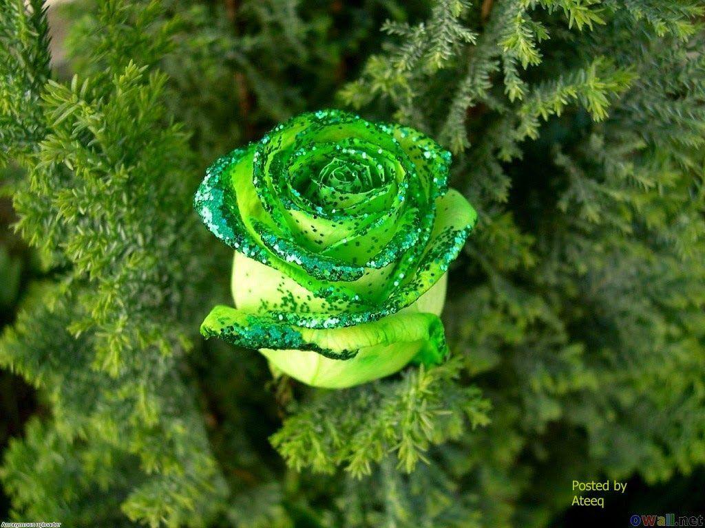 1024x768 Blue Rose Wallpaper 02