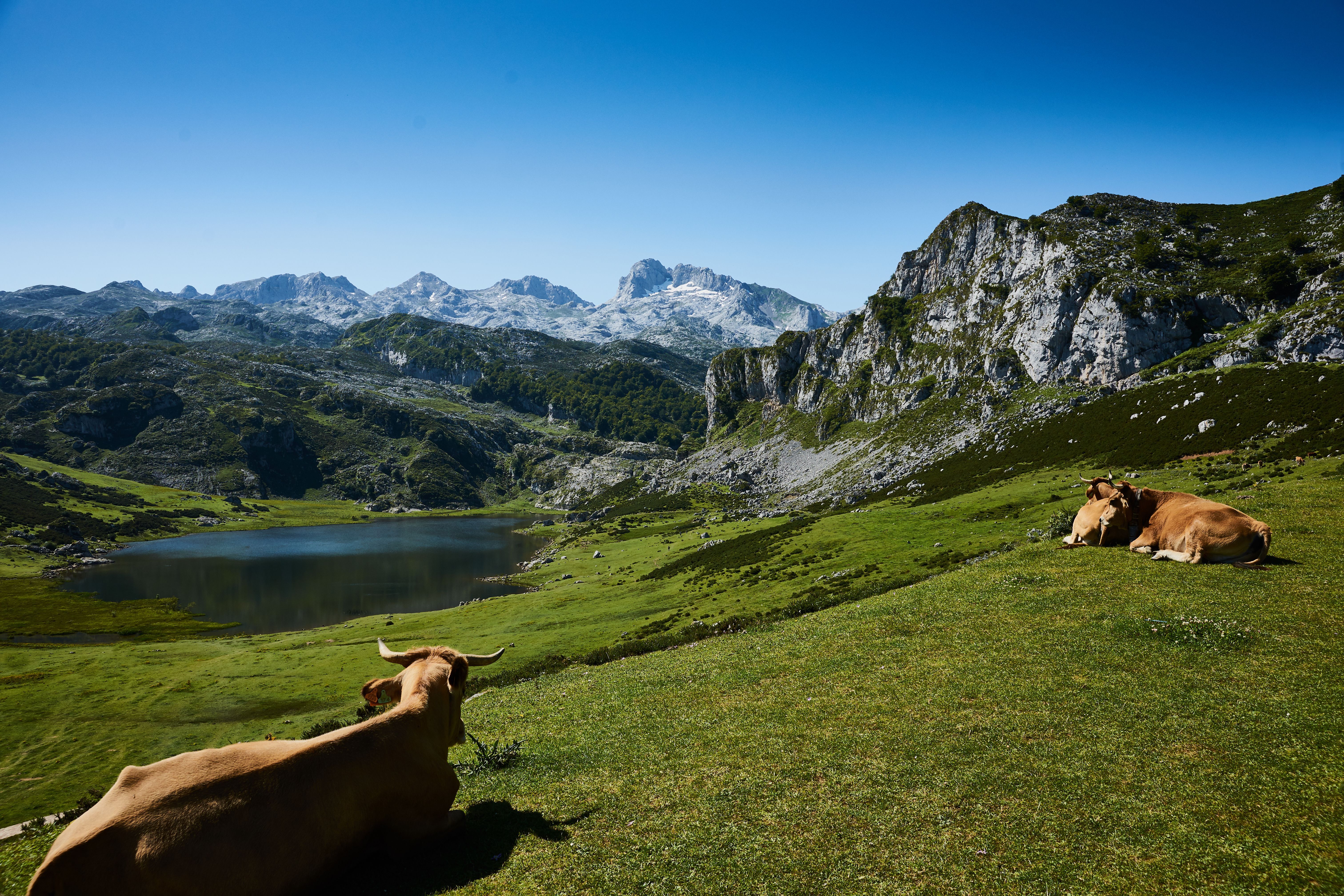 6048x4032 Two Brown Cattle Lying on Grass · Free