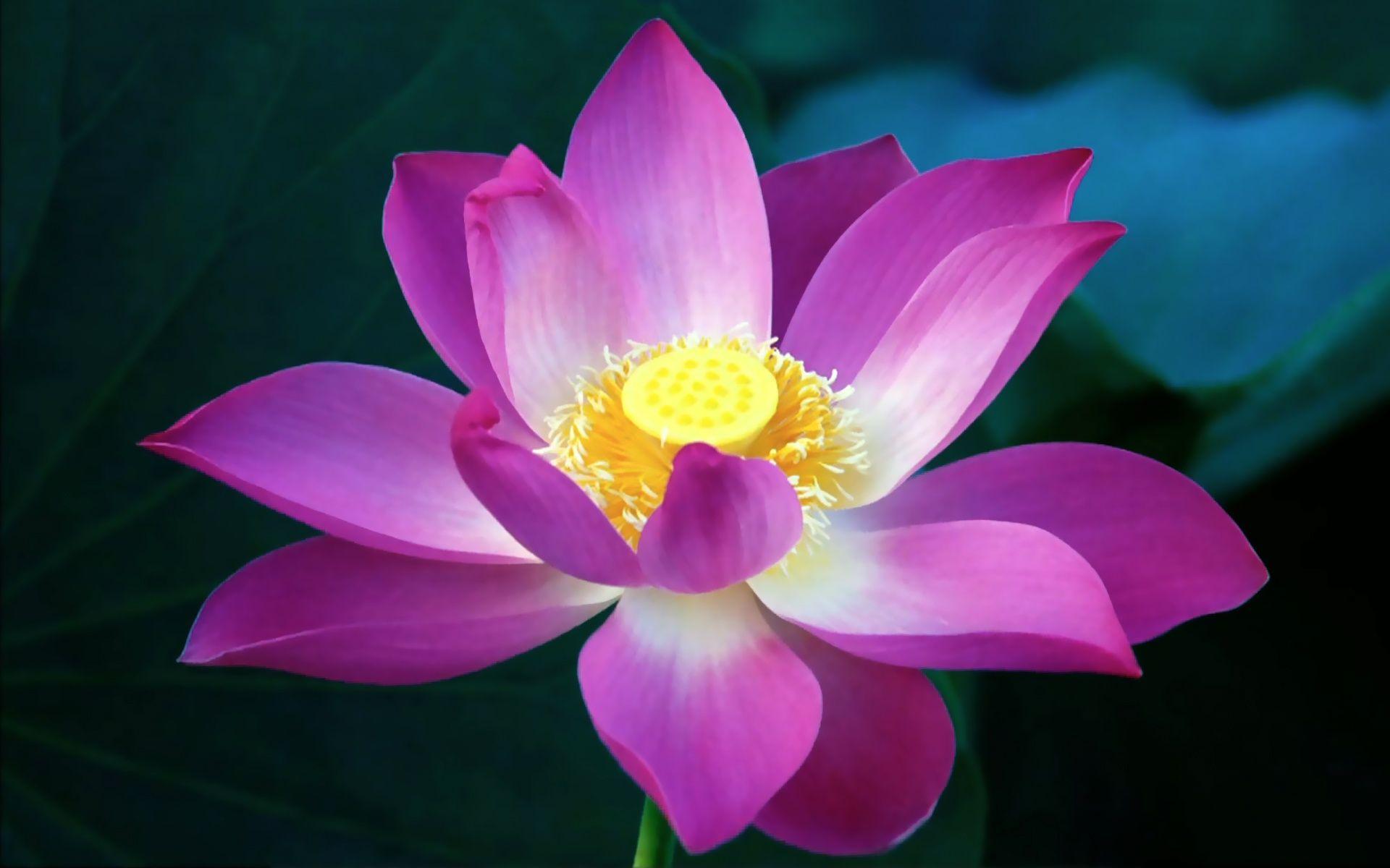 1920x1200 Lotus Flower Hd Wallpaper