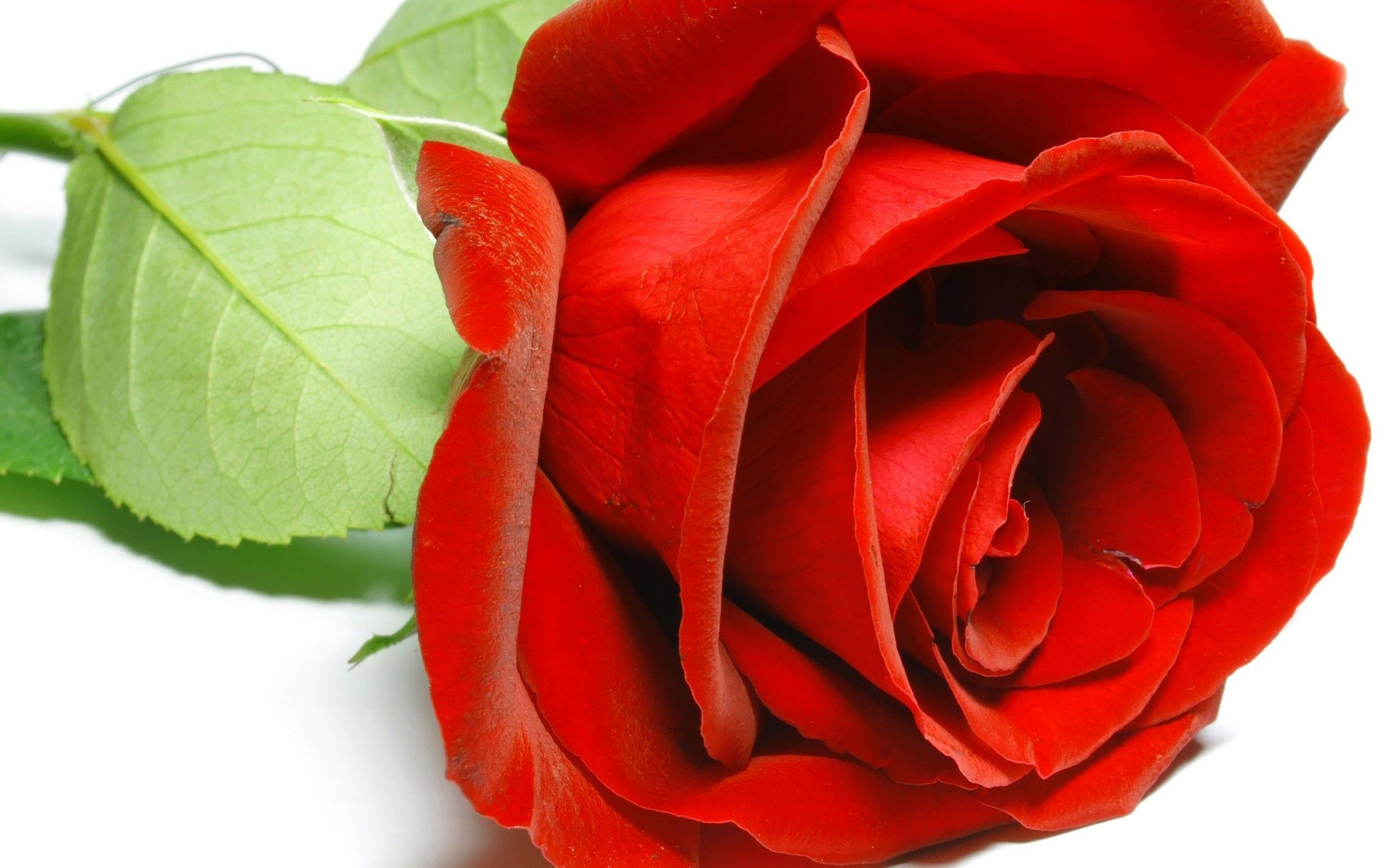 Quà tặng 2560x1600 - Rose Flower Full HD - Hình nền & Nền HD https://wallpaperaccess.com/full/2997336.jpg