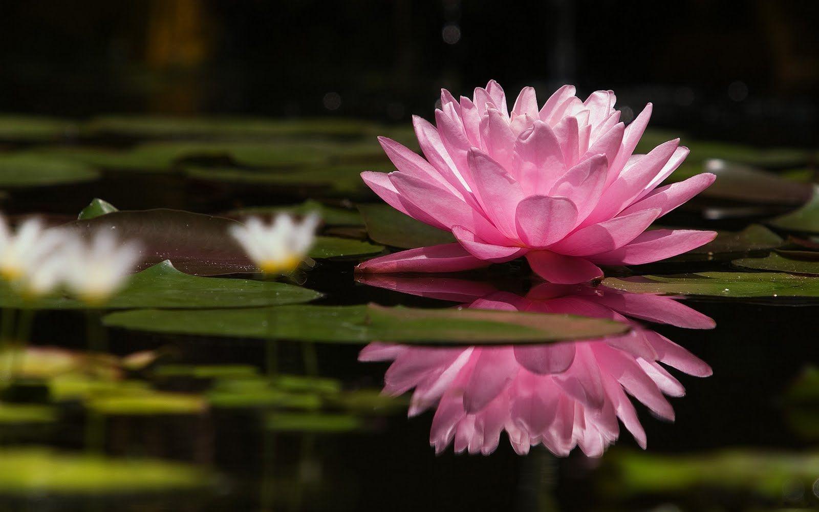 1600x1000 Lotus Flower Wallpaper HD 22581 1600x1000px