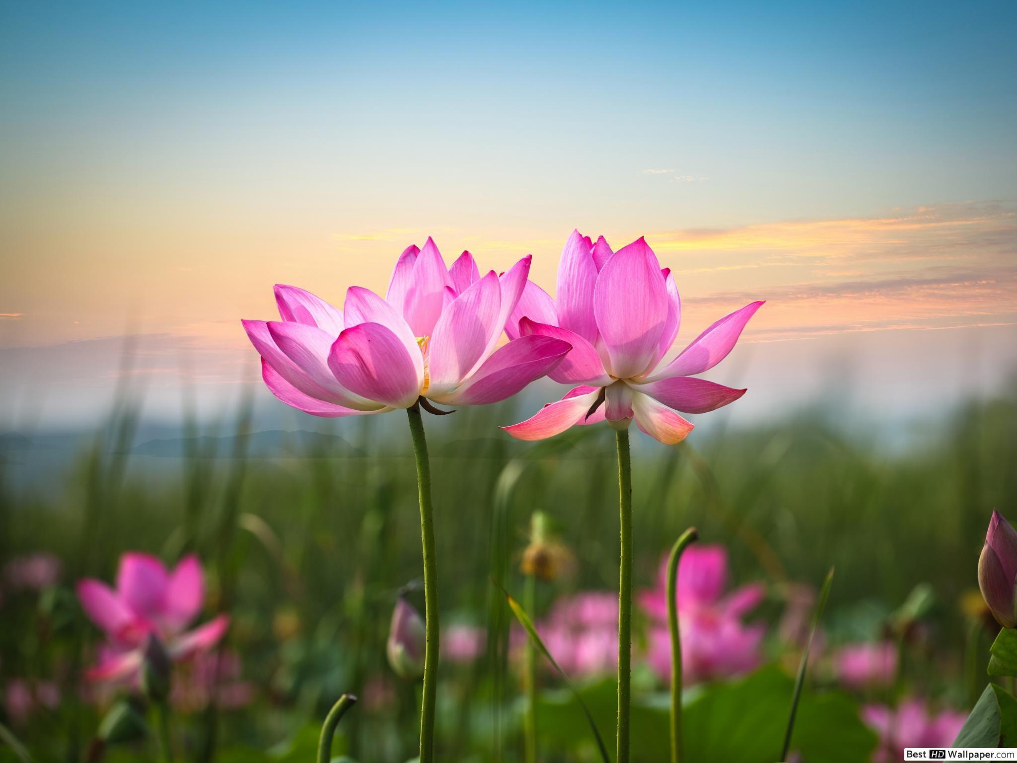 2048x1536 Pink lotus flowers HD wallpaper download
