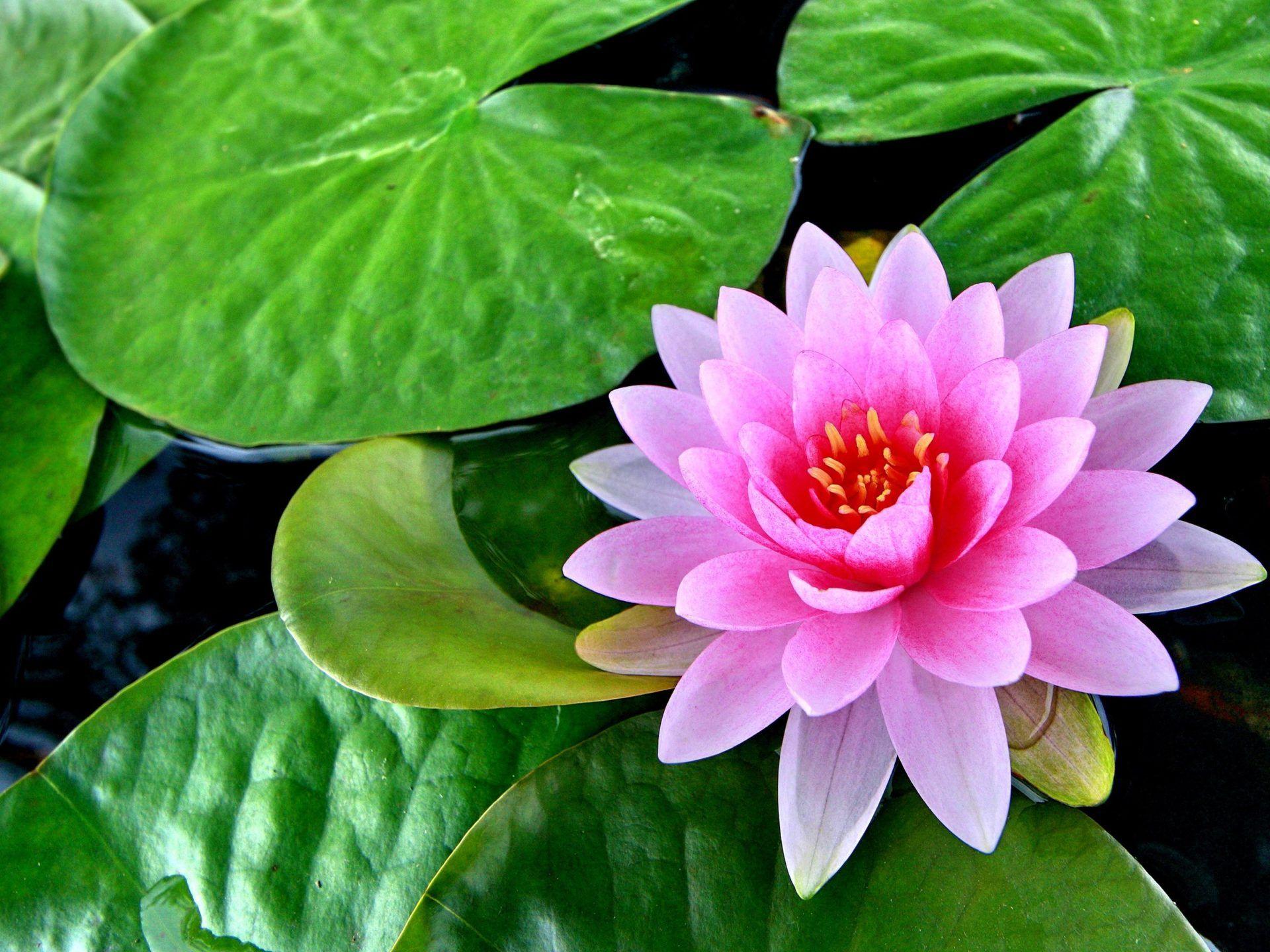 1920x1440 Lotus Pink Flower Green Leaves Pond Lotus Flower HD Wallpaper 2880x1800 :