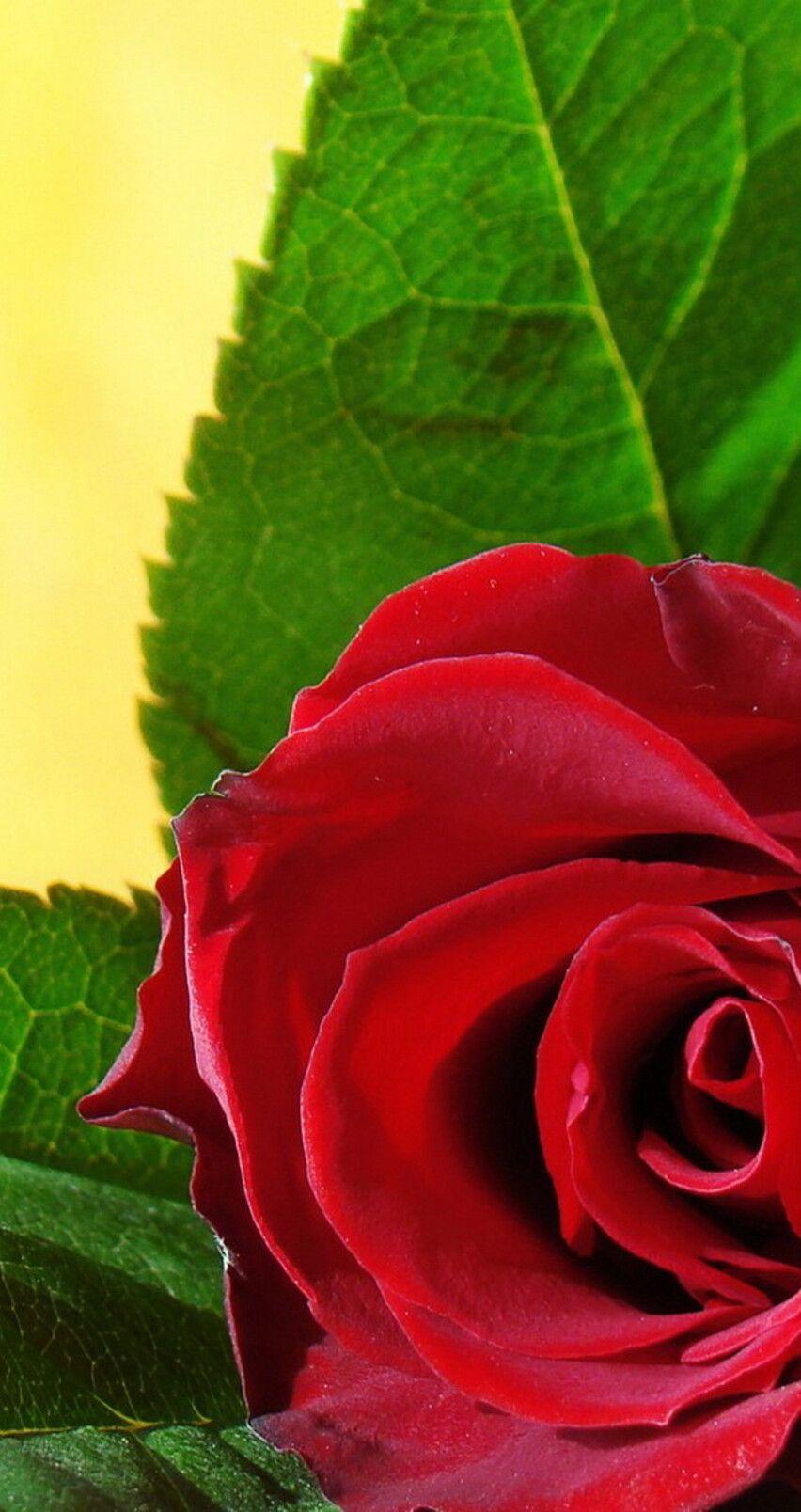 red rose» 1080P, 2k, 4k HD wallpapers, backgrounds free download | Rare  Gallery