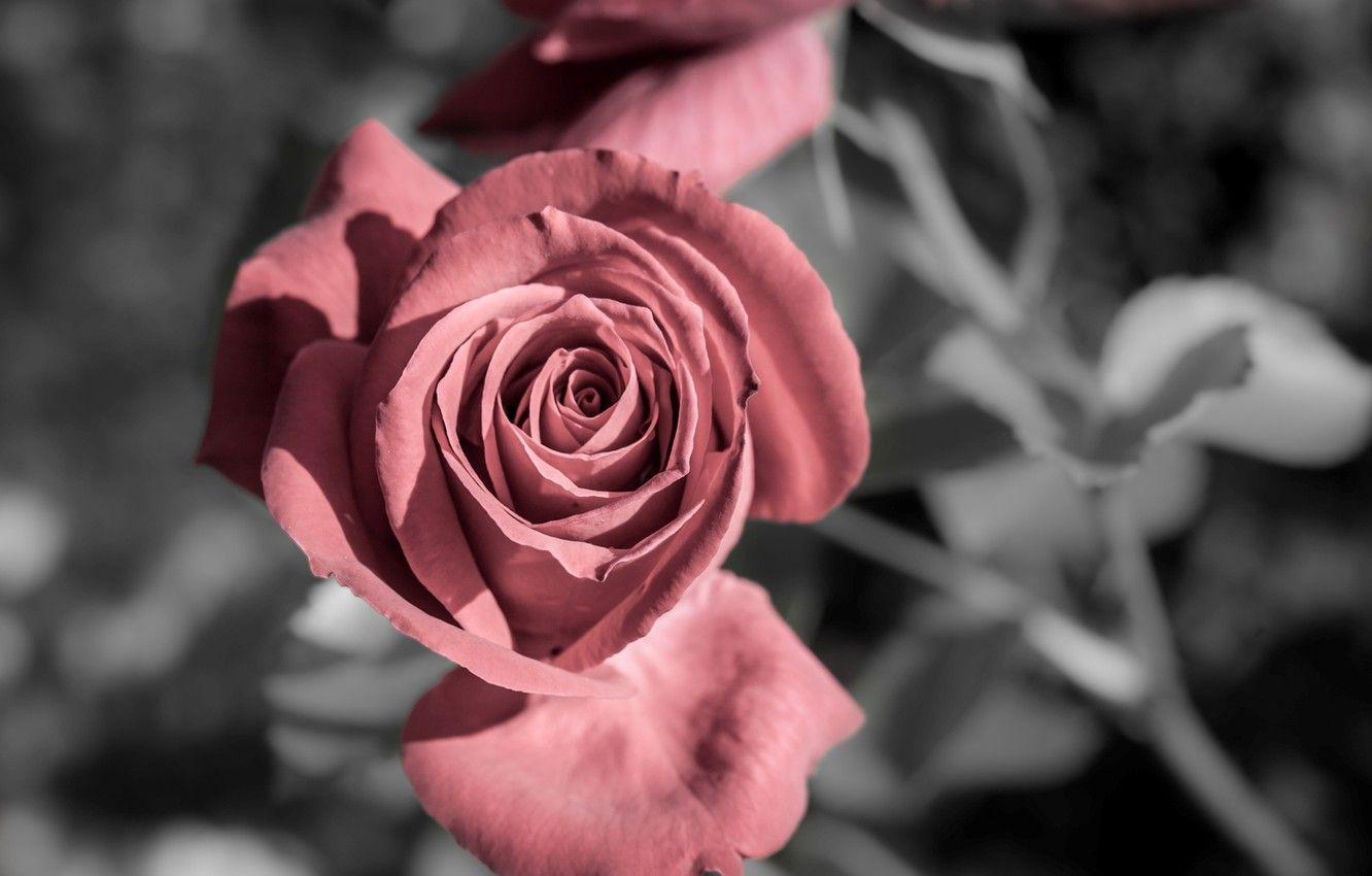 Rose Full HD Wallpapers - Top Những Hình Ảnh Đẹp