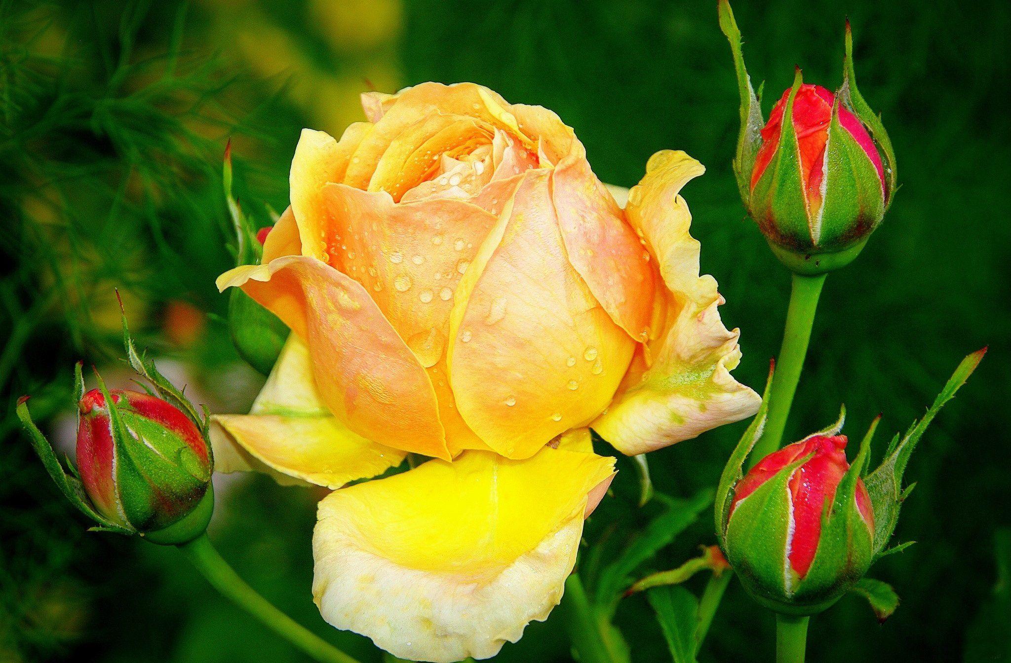 Hình nền HD 2048x1344 Rose https://wallpaperaccess.com/full/2997355.jpg