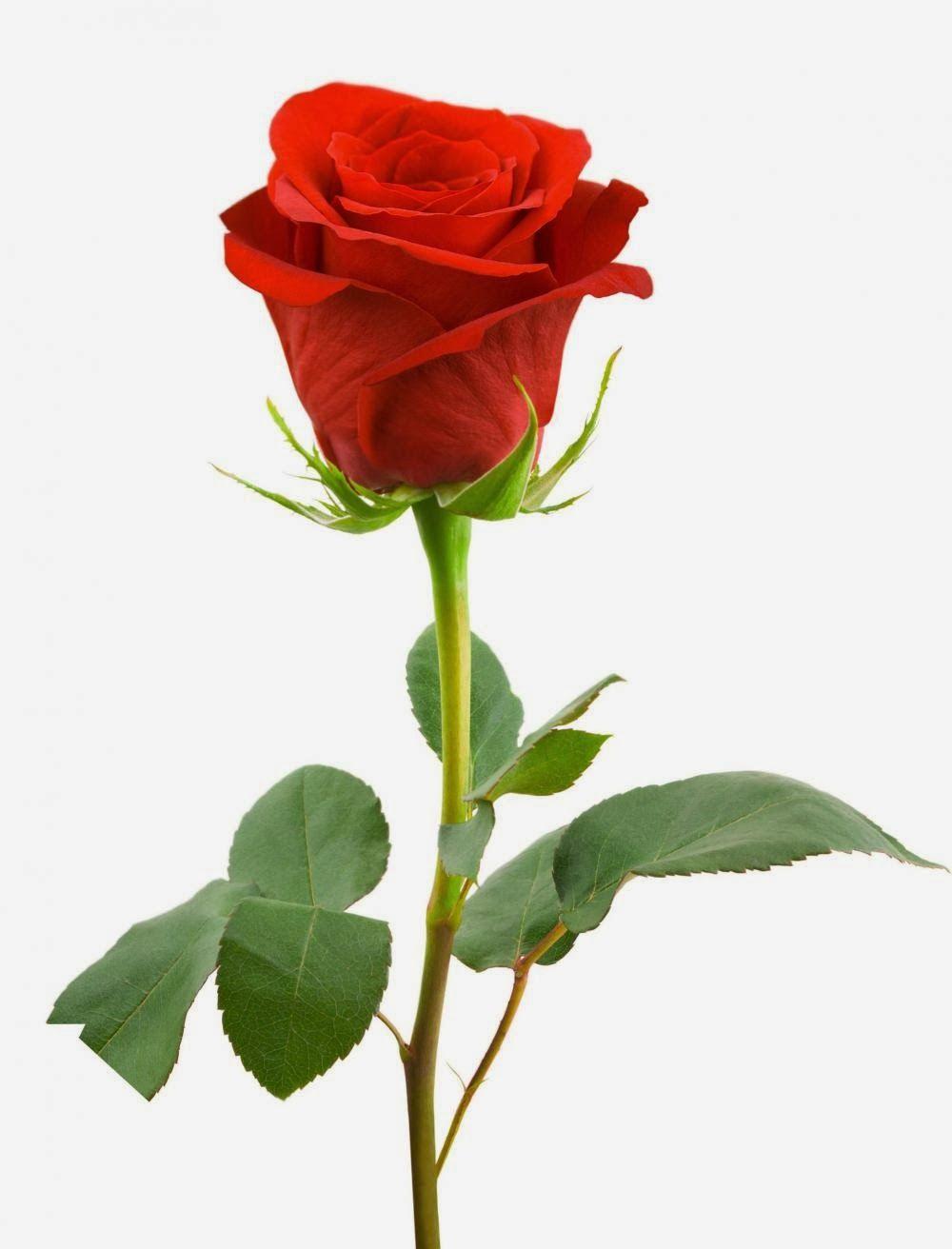 1000x1312 Free download Single Red Roses With White Background And Beatifull