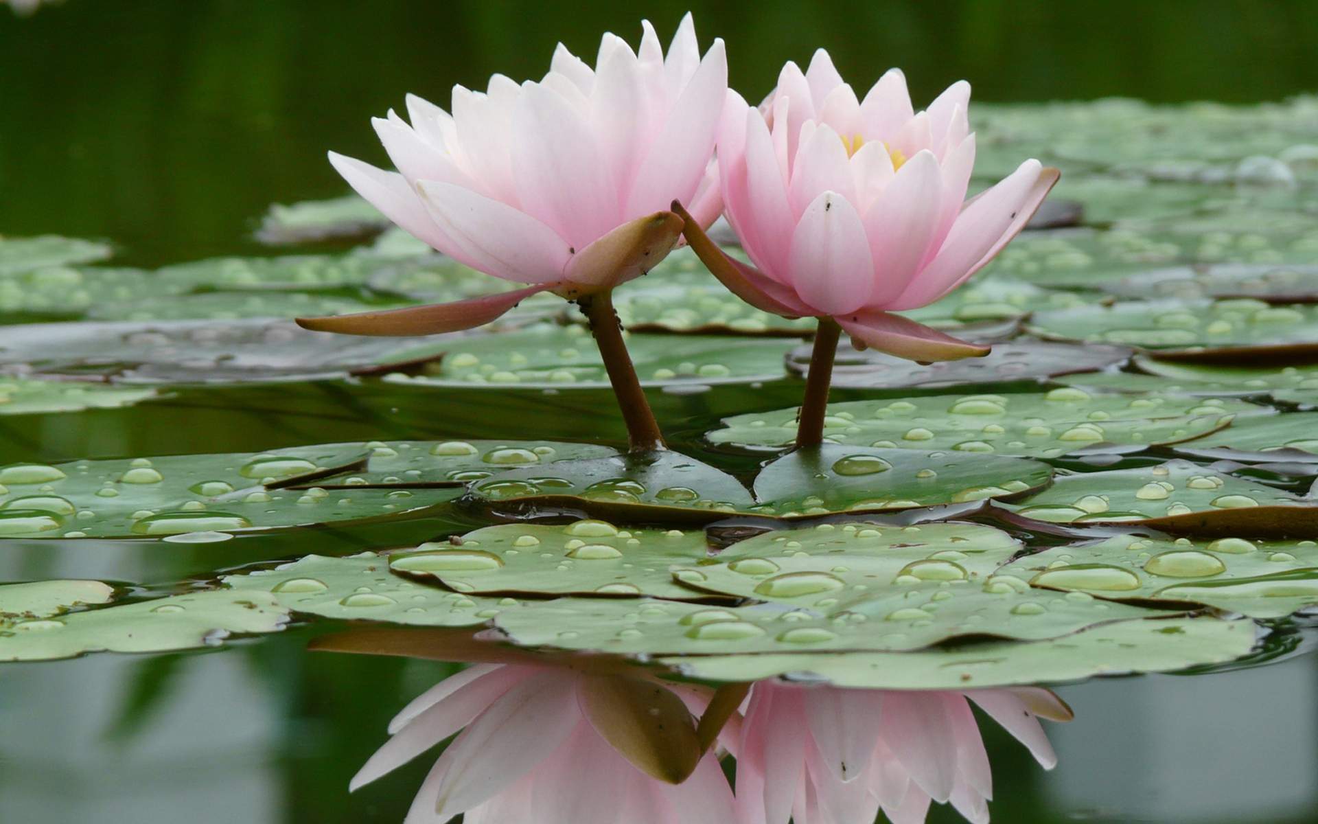 1920x1200 Download Black Lotus Flower Wallpaper For iPhone For Widescreen