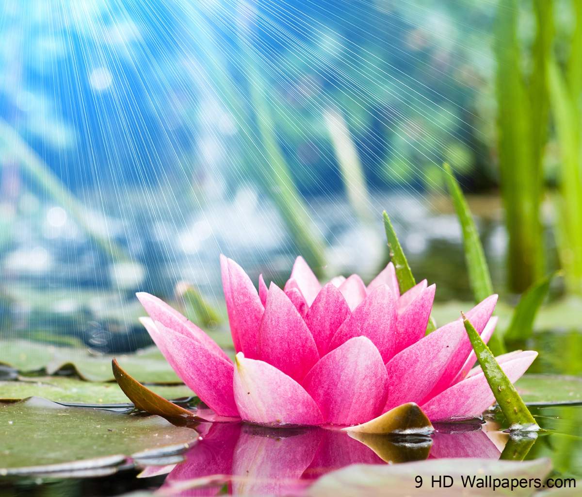 1200x1024 Lotus Flower Wallpaper For Android Free Download > SubWallpaper