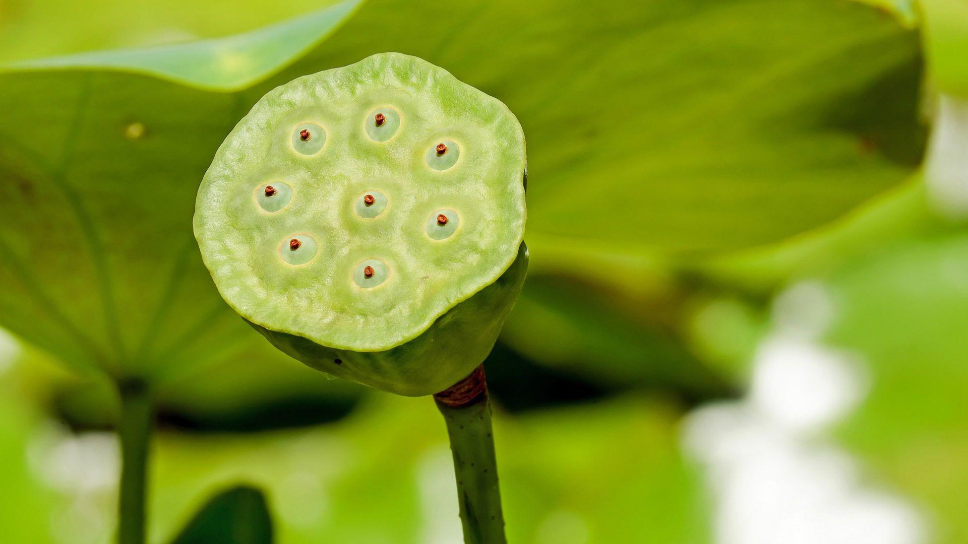 1920x1080 Lotus flower HD Wallpaperx1080