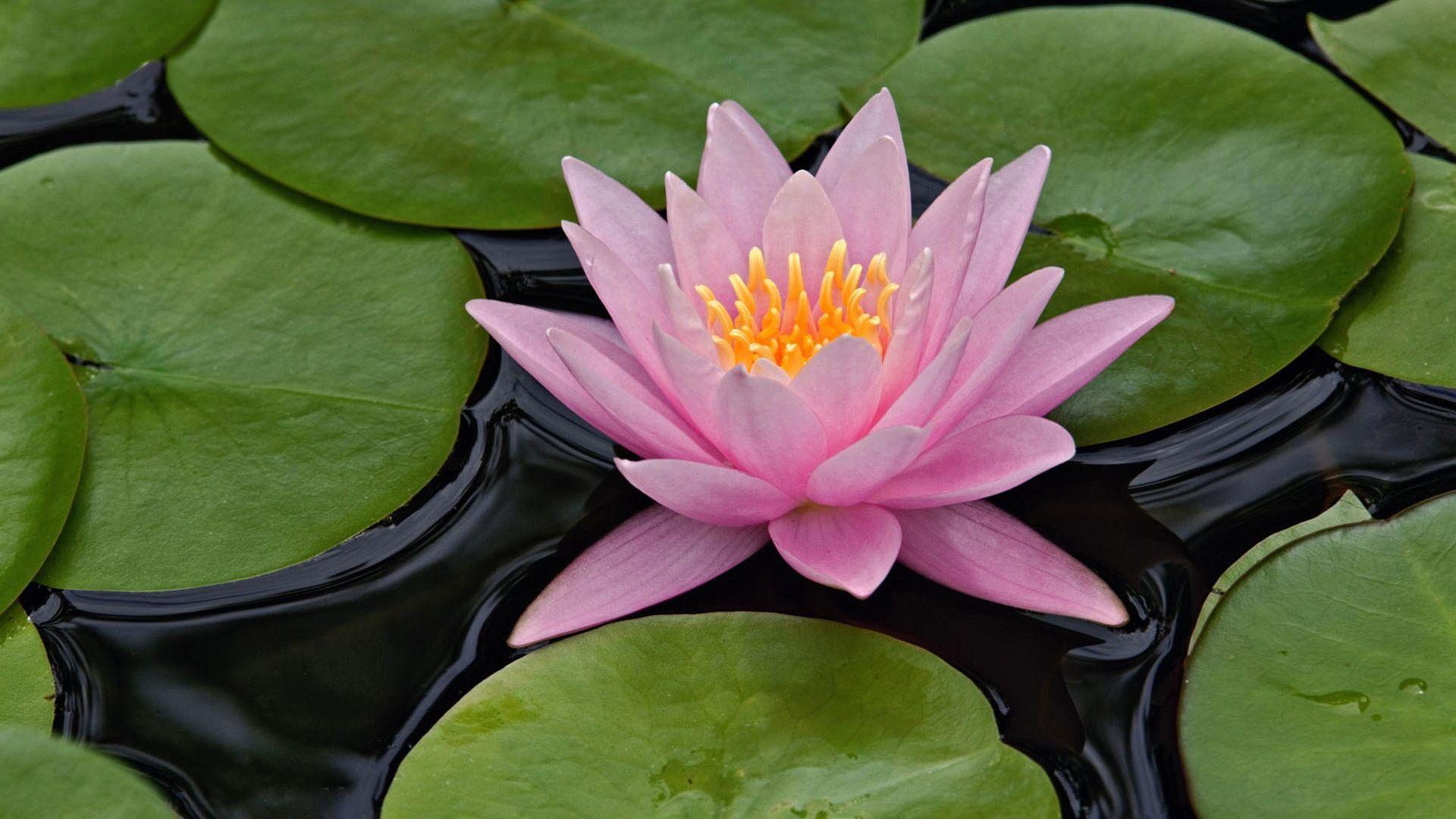 1920x1080 Lotus Flower HD Wallpaper. Lotus Flower Picture. New Wallpaper