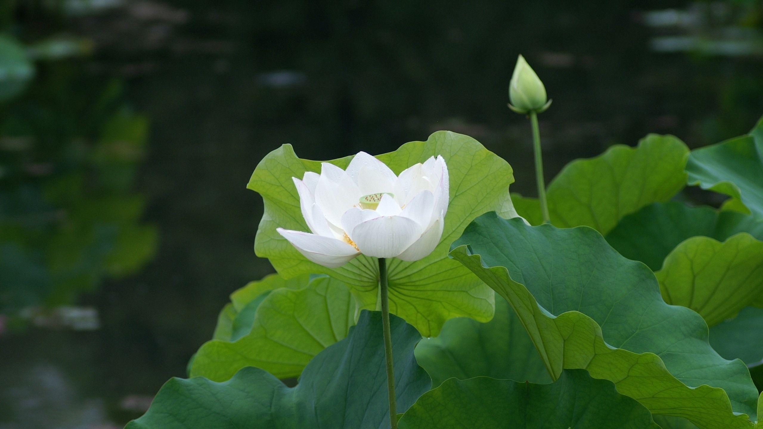 Lotus Flower HD Wallpapers - Top Free Lotus Flower HD Backgrounds ...