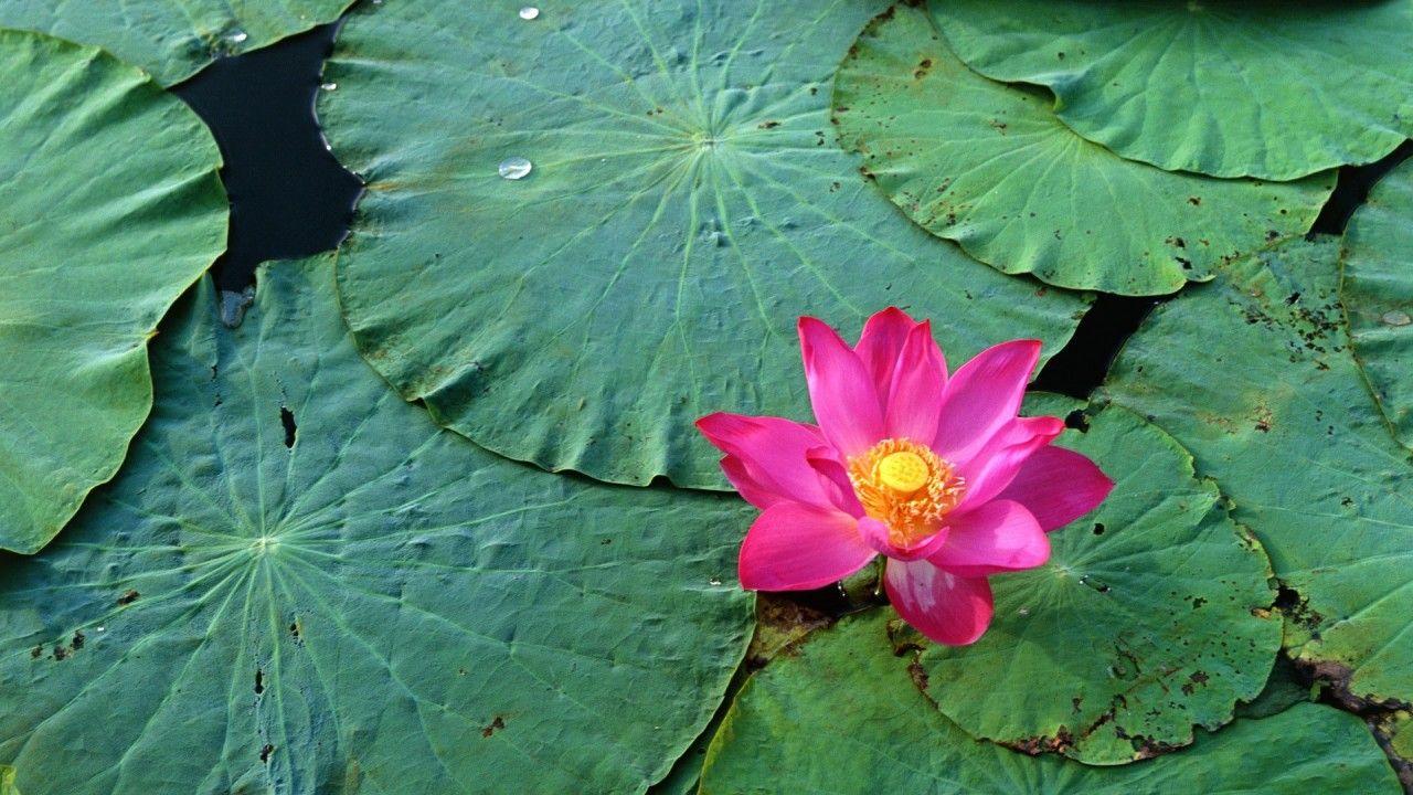 1280x720 hd wallpaper lotus flower pink water
