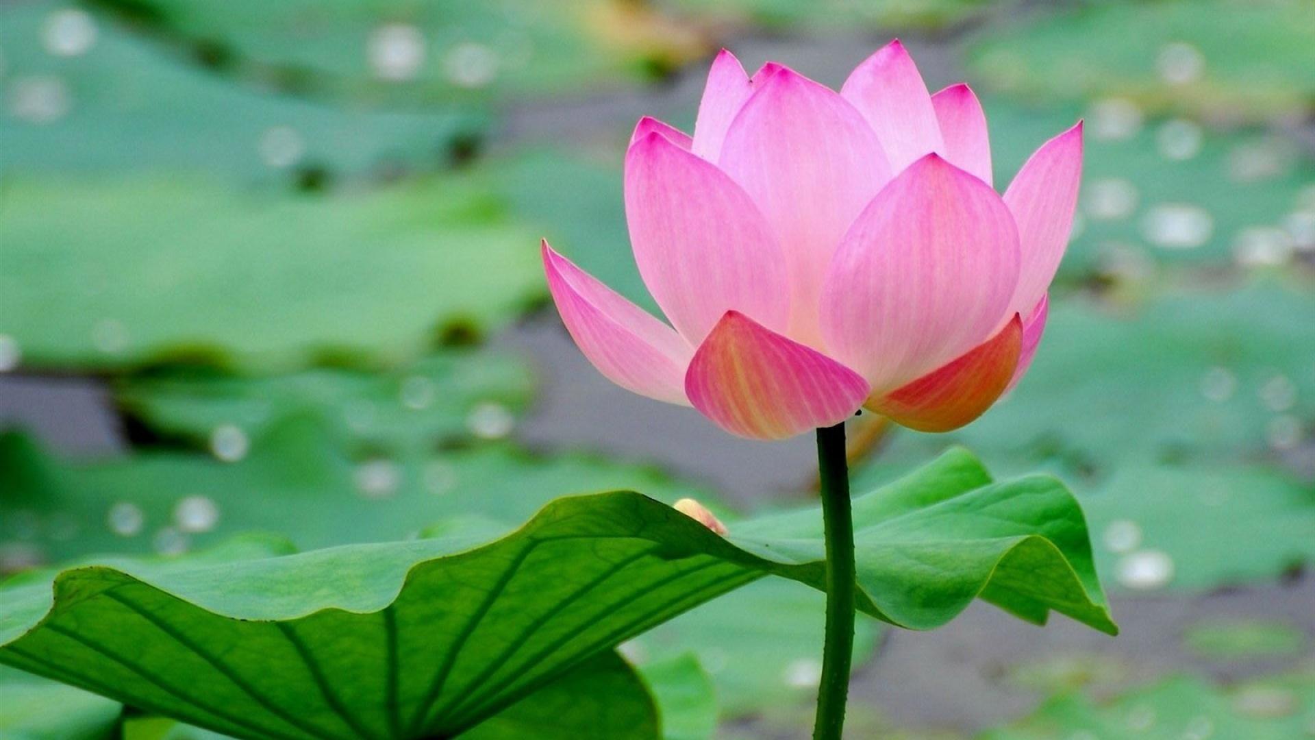 1920x1080 Wallpaper lotus pink paper house flowers desktop Flower HD
