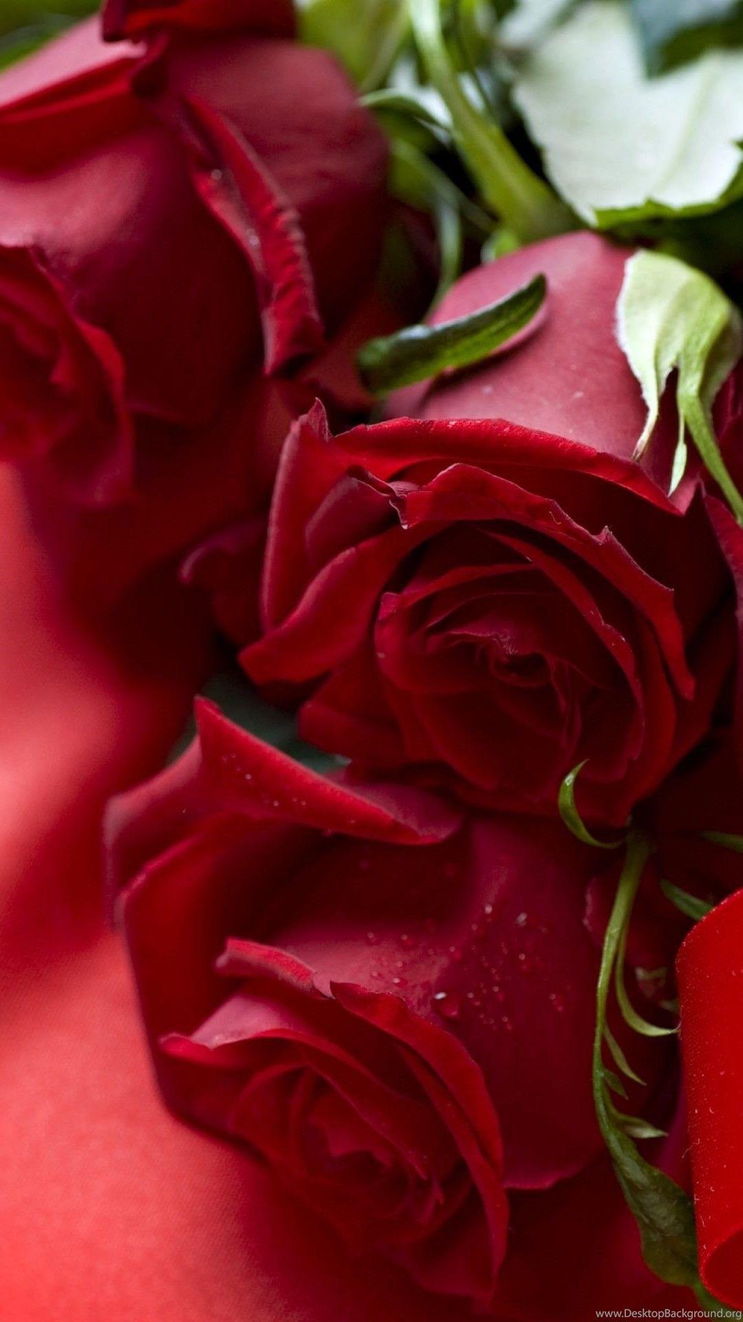 Hình nền hoa hồng 1080x1920 cho máy tính để bàn https://wallpaperaccess.com/full/2997416.jpg