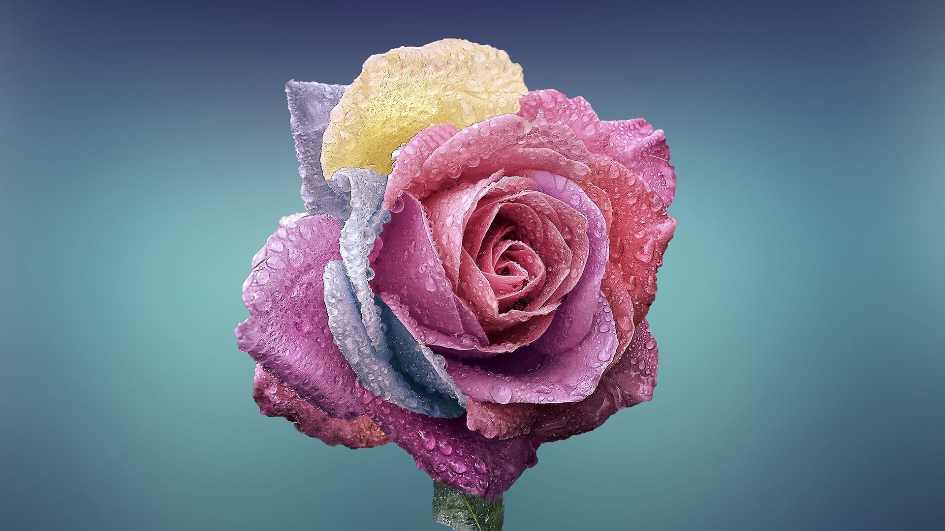 Hình nền máy tính xách tay Rose Blossom 1920x1080 Full HD 1080P HD 4k https://wallpaperaccess.com/full/2997457.jpg