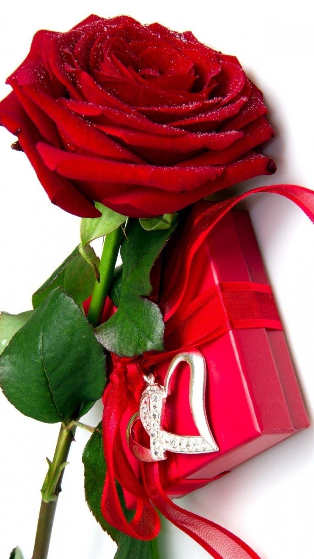 1080x1920 Red rose - Android, iPhone, Desktop HD Background https://wallpaperaccess.com/full/2997501.jpg