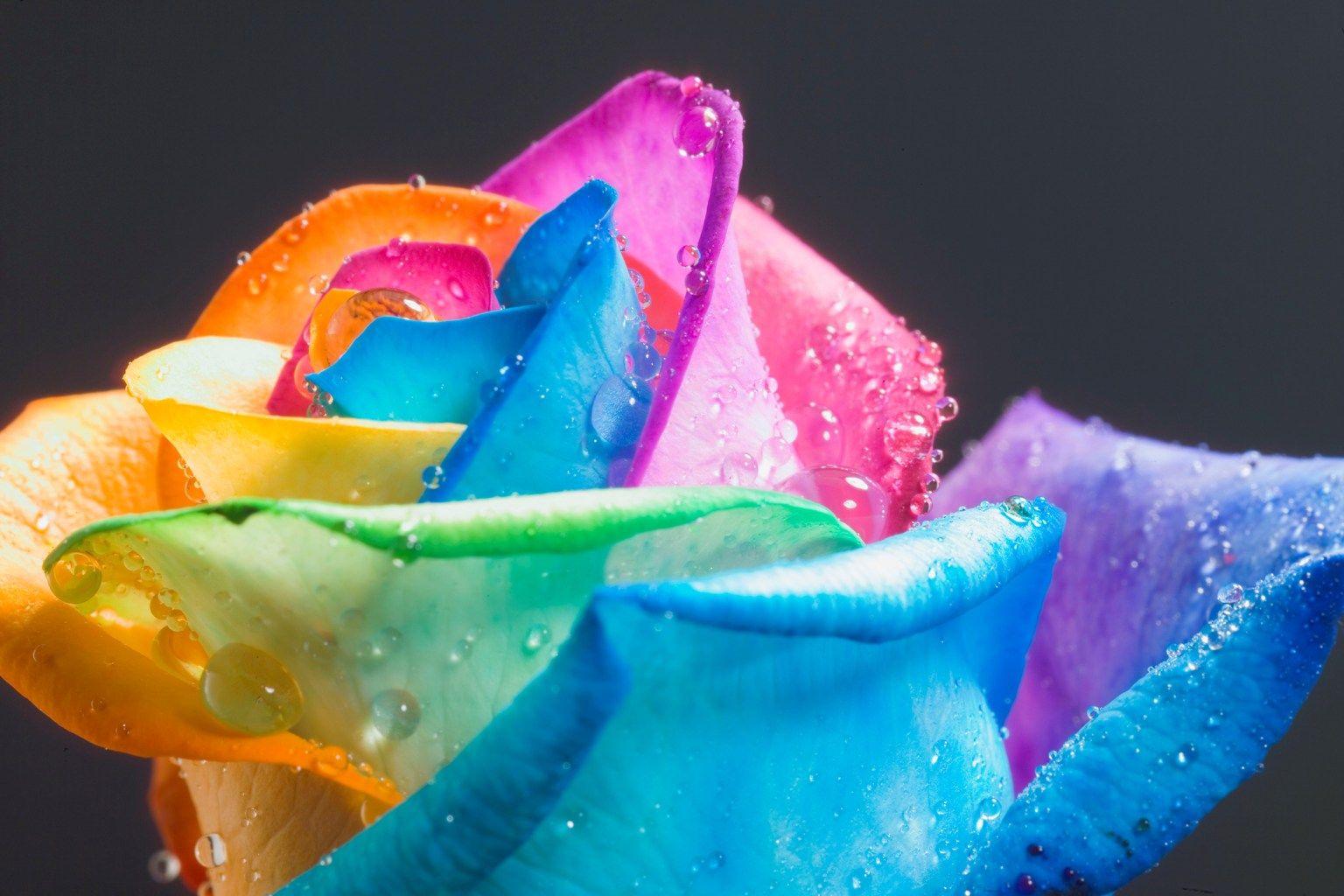 1536x1024 Amazing Rainbow Flowers 17369 1536x1024px