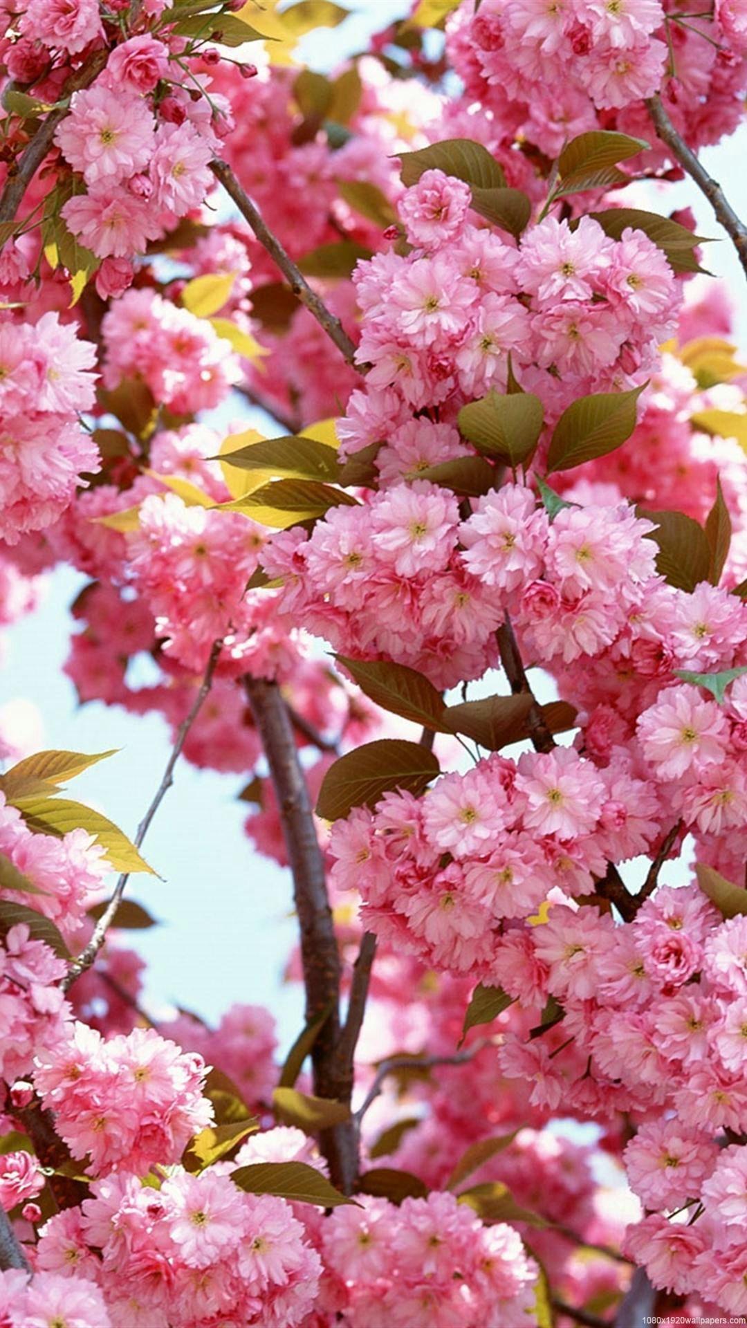 1080x1920 Flower Nature Wallpaper HD