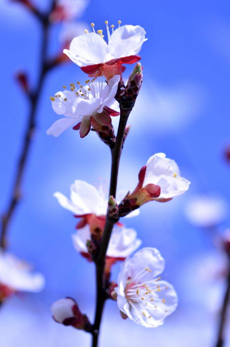 748x1125 flowers, Nature, Blue, Spring, Blurred Wallpaper HD / Desktop and Mobile Background