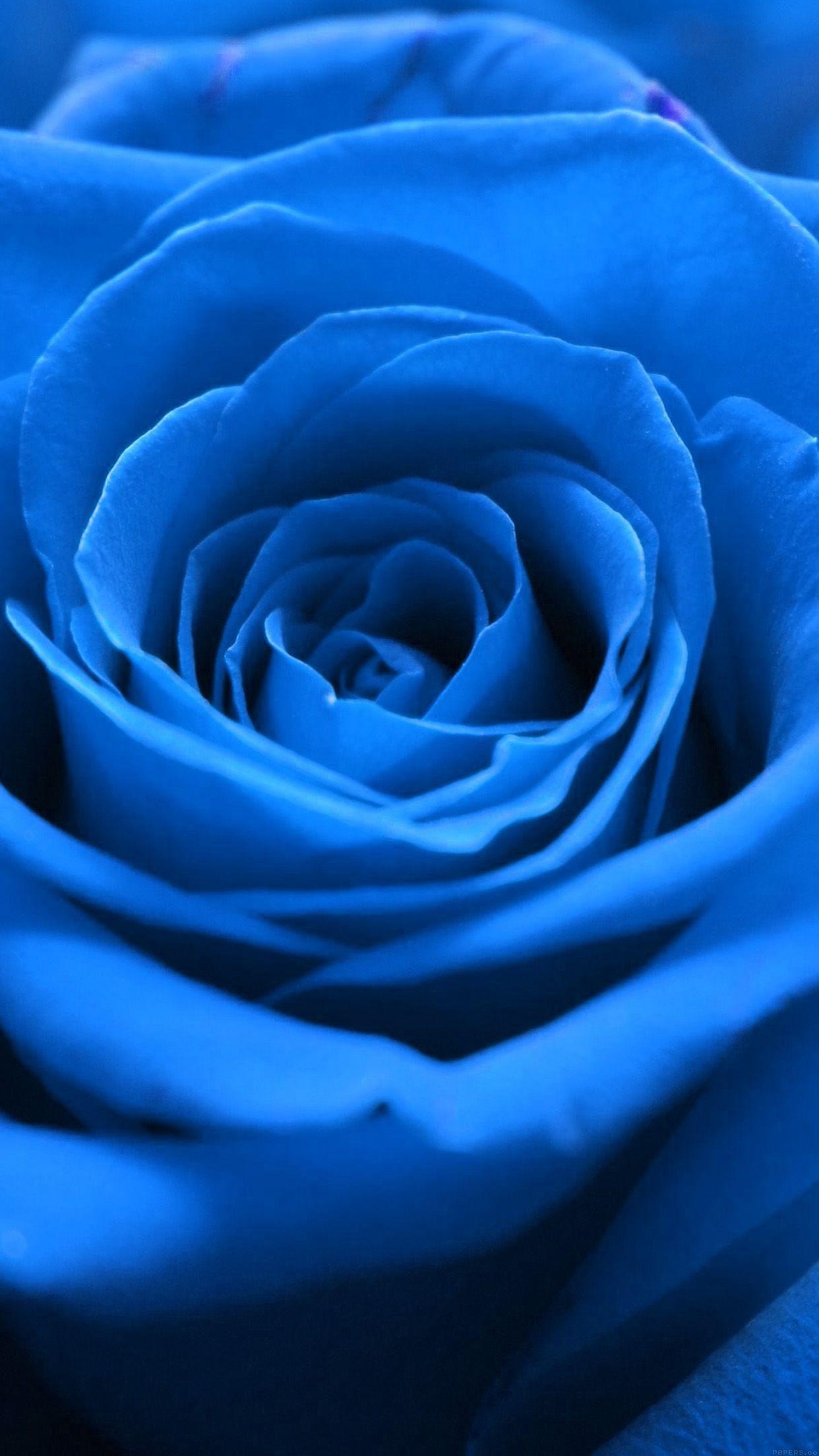 1242x2208 Rose Flower Blue Nature Android wallpaper HD wallpaper