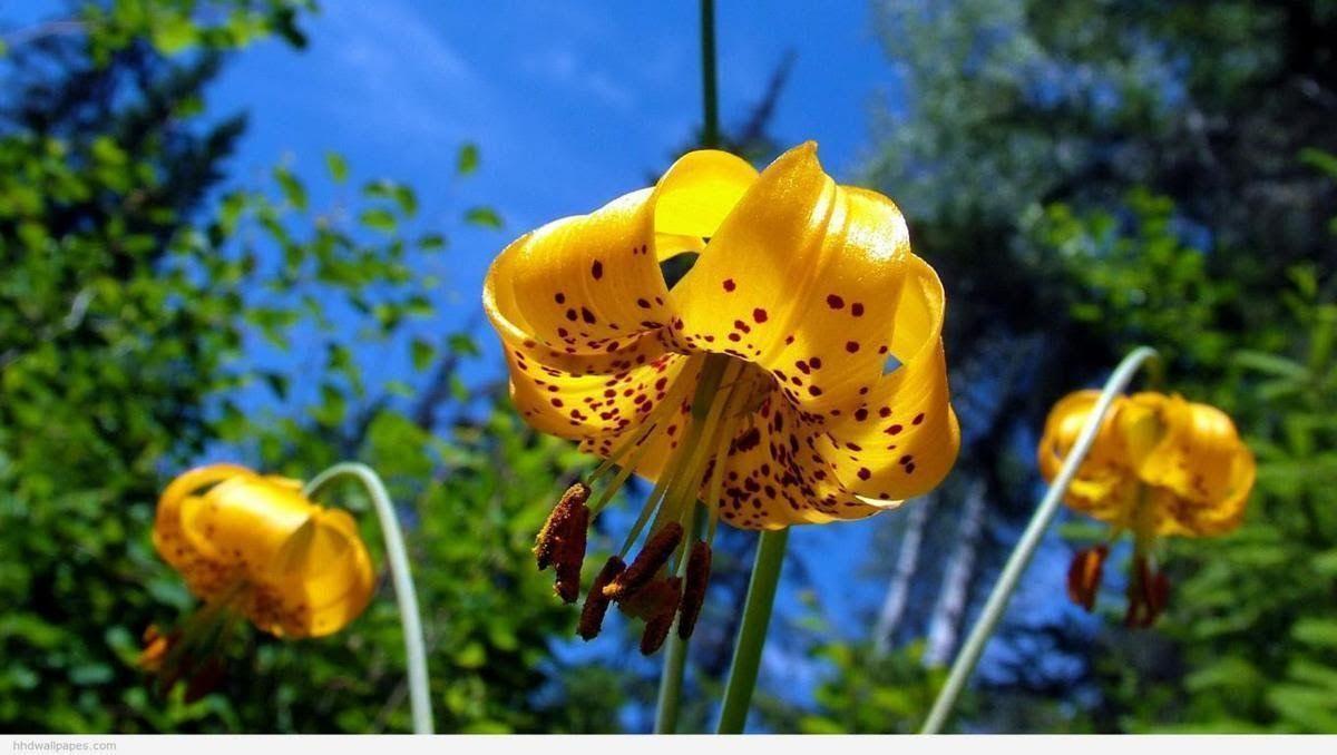 1200x678 Nature Picture Flowers Nature Birds