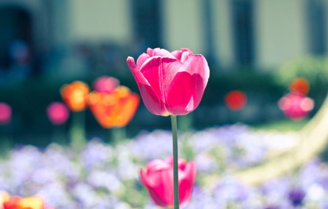 1332x850 Wallpaper flowers, nature, background, pink, Wallpaper, glade