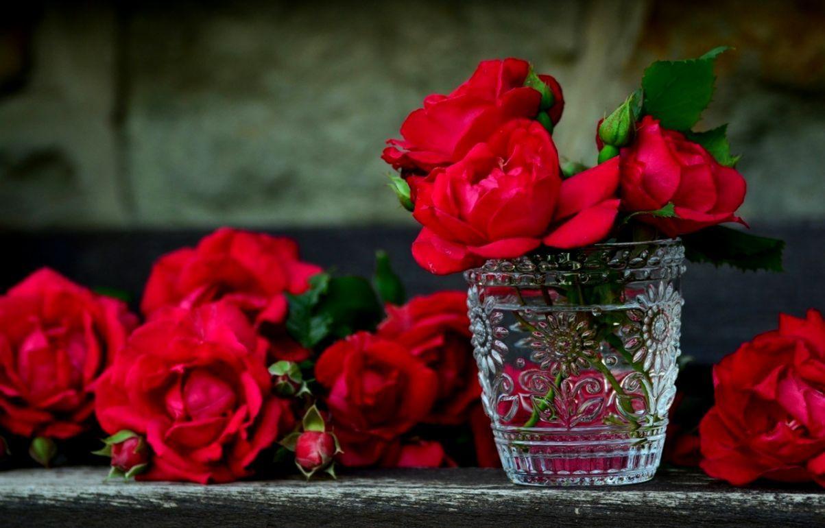 1203x770 Wallpaper Nature Flowers HD