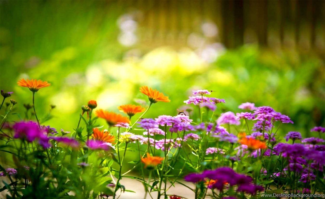 1350x828 Flowers Nature Wallpaper Desktop Background Desktop Background