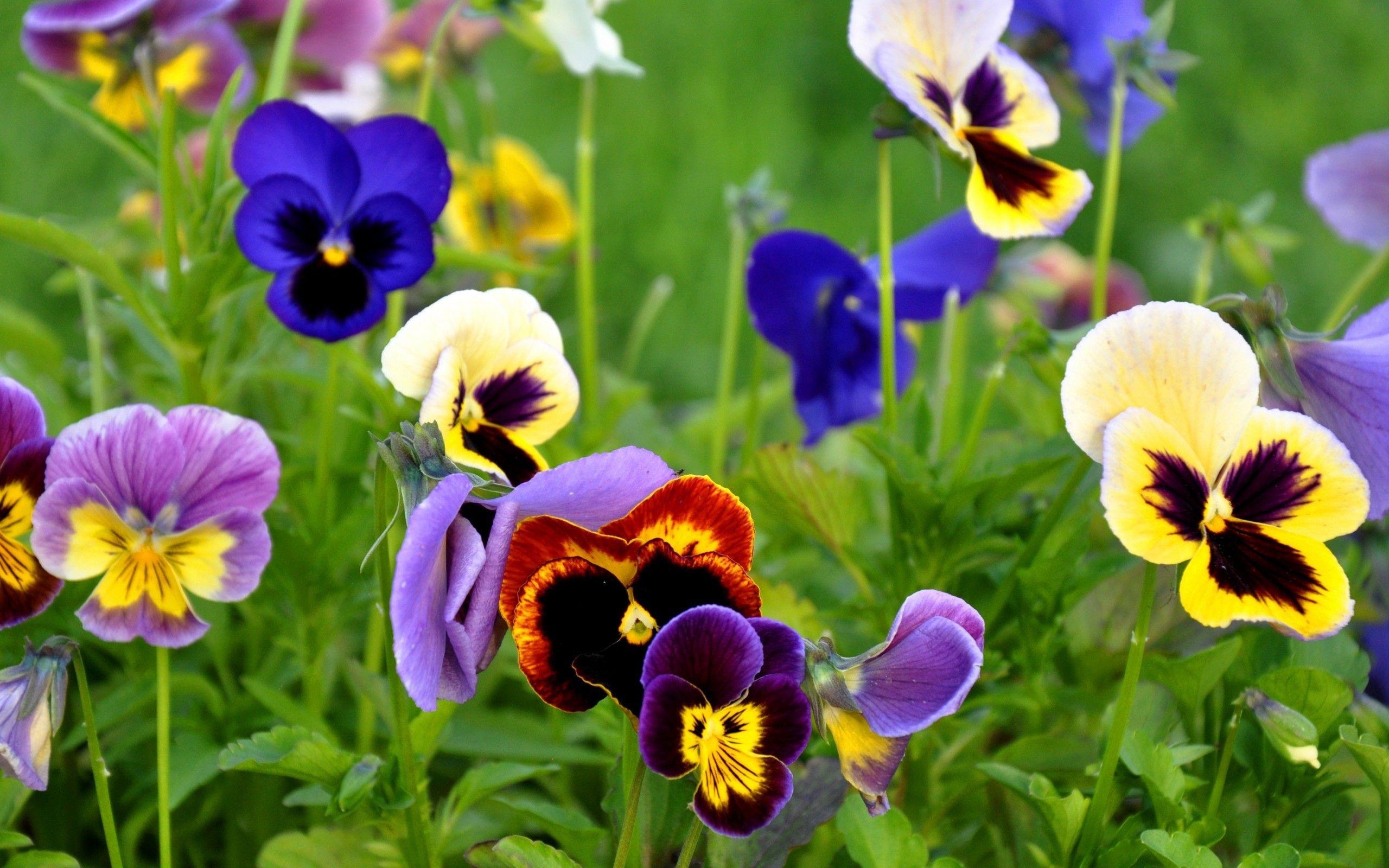 2560x1600 Pansy Flowers Nature Wallpaper 50003 2560x1600px