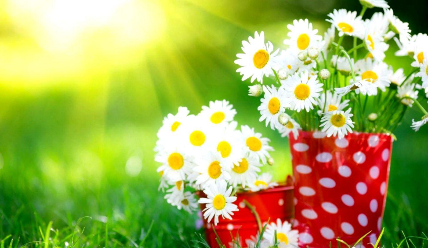 1456x846 Flowers Nature Wallpaper Desktop Background. HD Wallpaper Plus