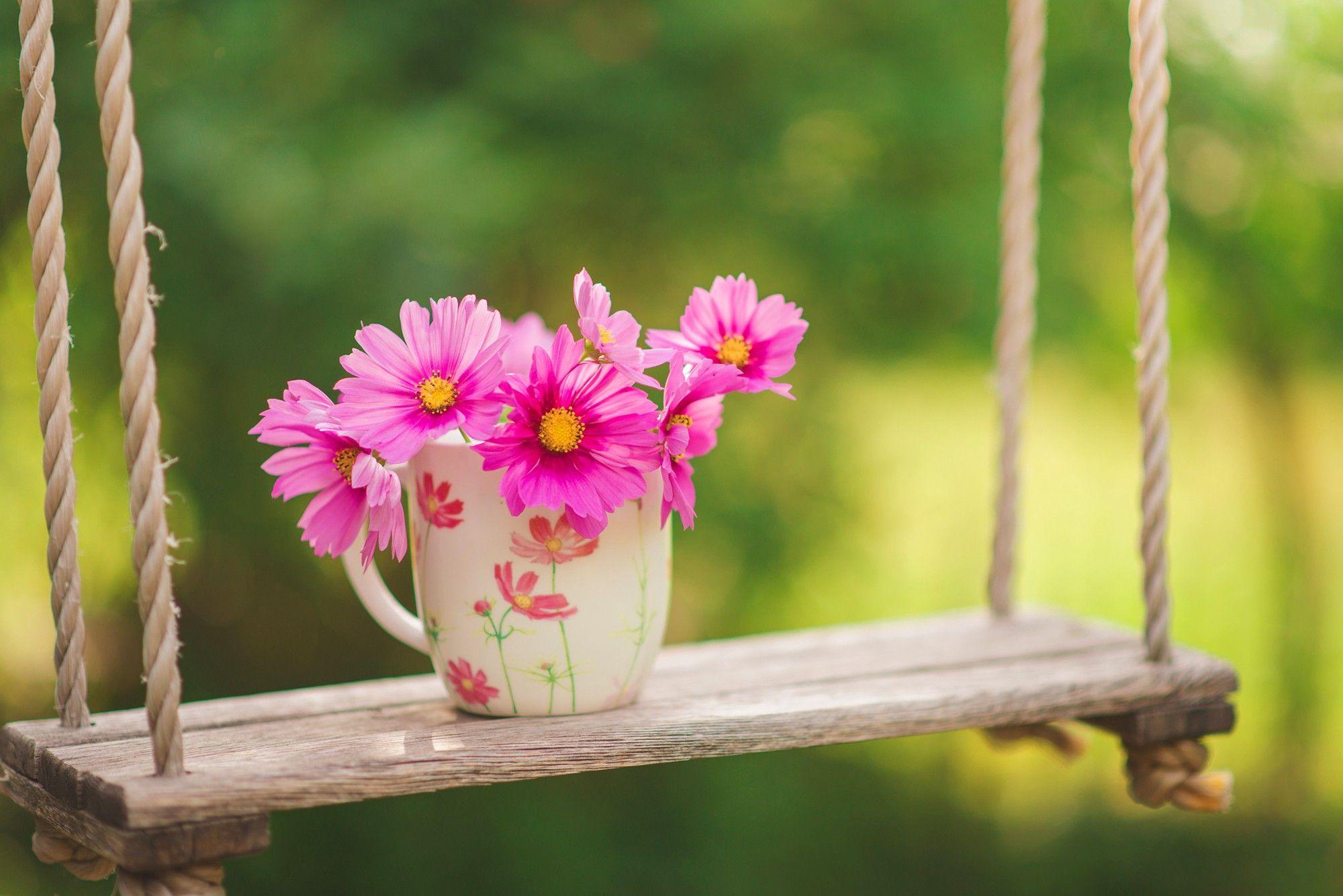 2000x1335 Flower Nature Wallpaper Download Wallpaper