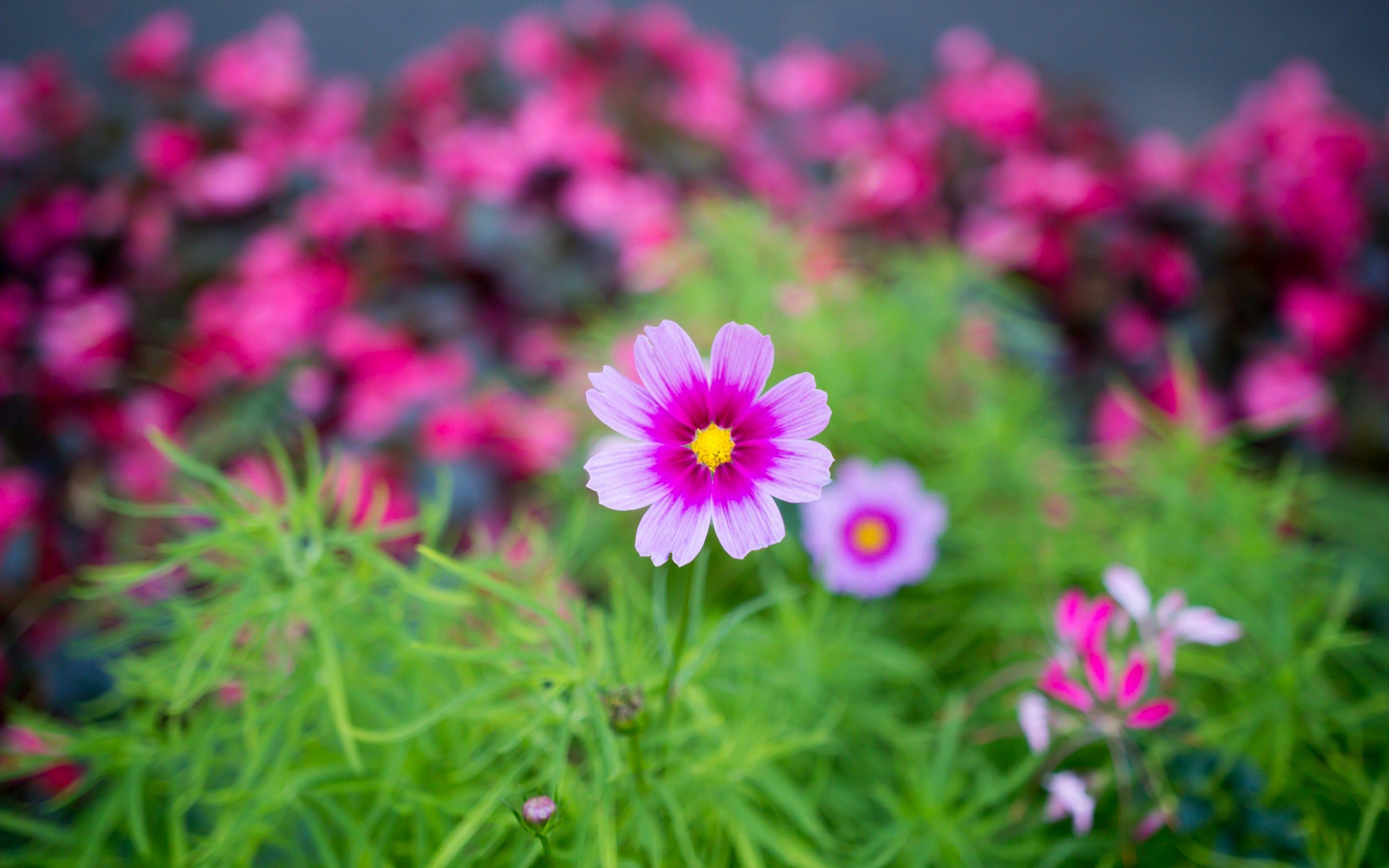 2880x1800 #cosmos, #wallpaper, #garden, #pink, #flower, #Nature, #hd
