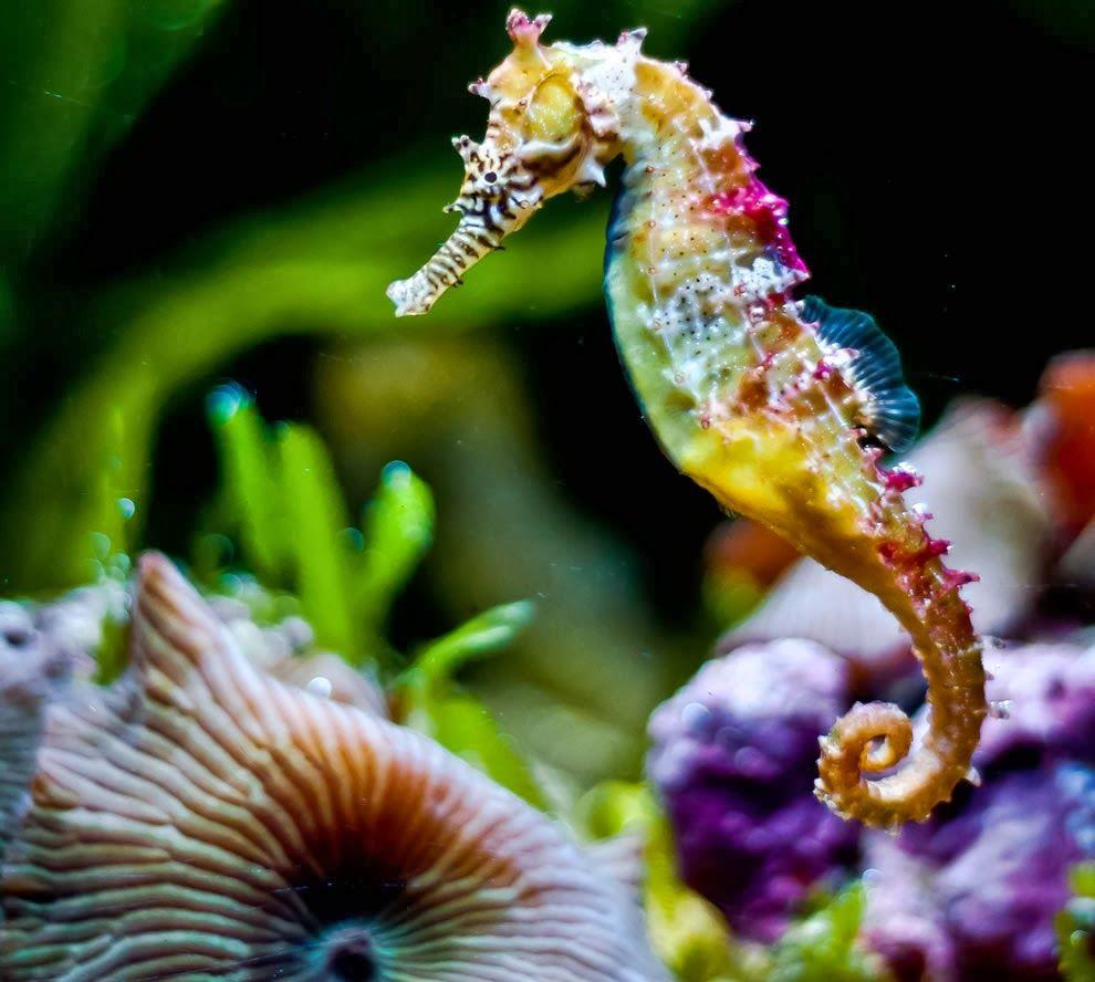 990x888 Seahorse Wallpaper Desktop