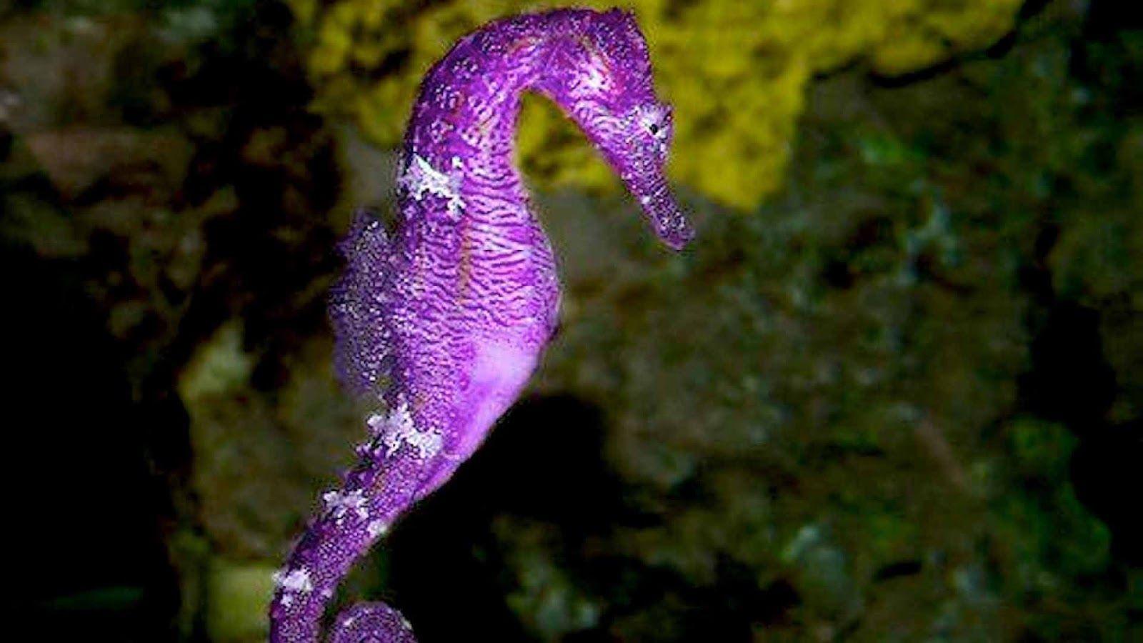 1600x900 Free download Seahorse Picture Dwito Wallpaper [1600x900]