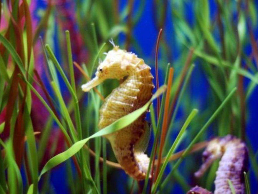 1024x768 Sea Horse Wallpaper (avec image). Hippocampe