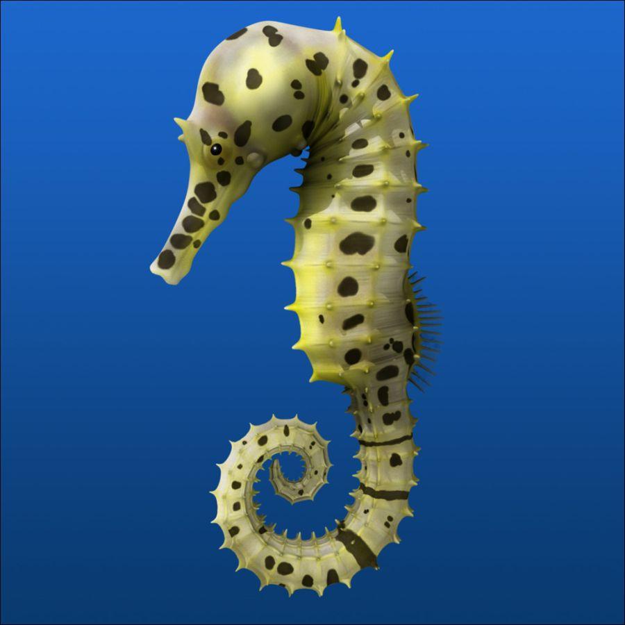 900x900 Free download seahorse wallpaper 3 [900x900] for your Desktop