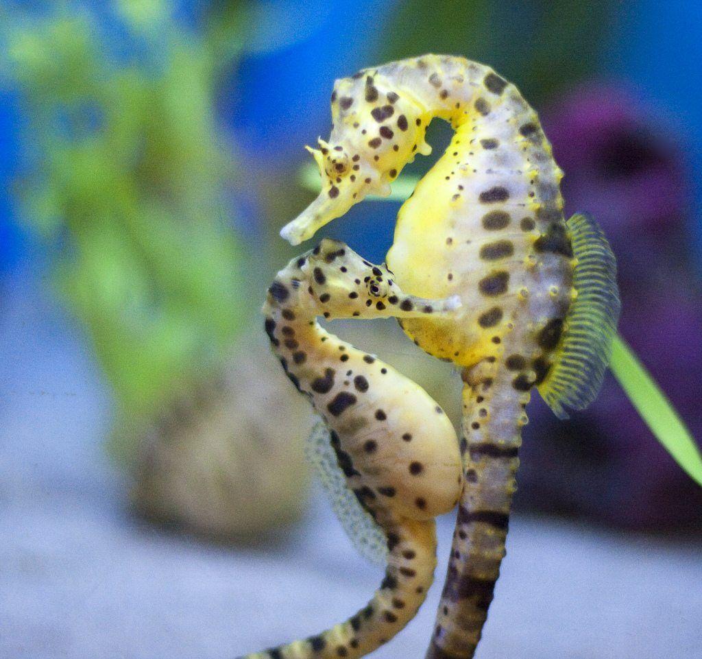 1024x961 Sea Horse Wallpaper