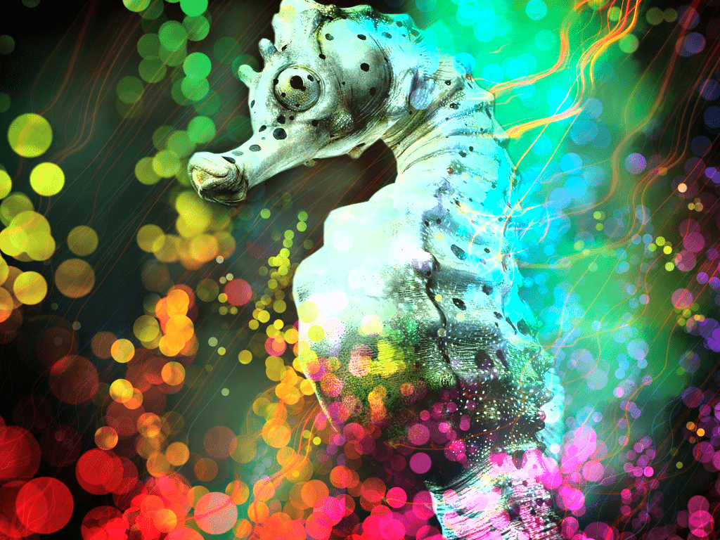 1024x768 Free download Seahorse Wallpaper By Black Oriel