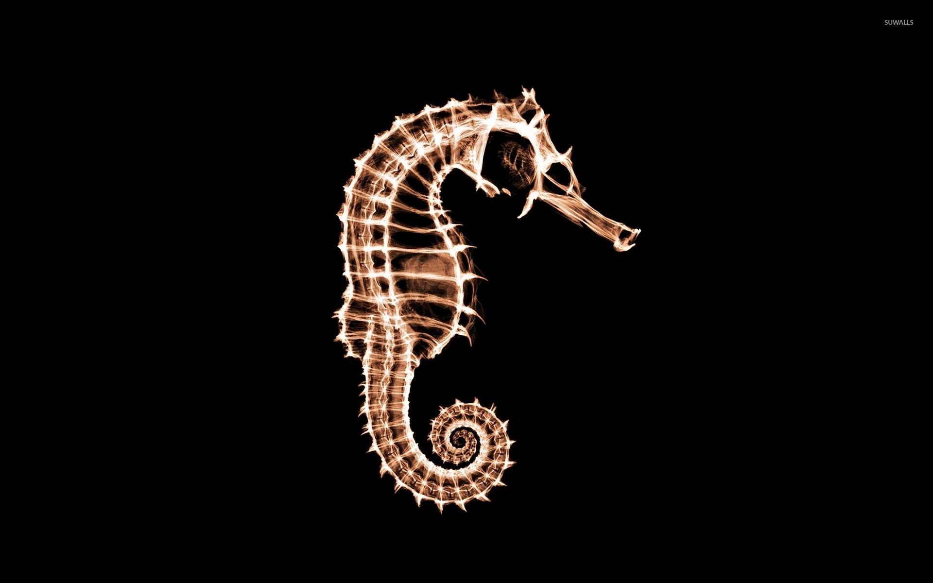 1920x1200 Sea Horse Wallpaper