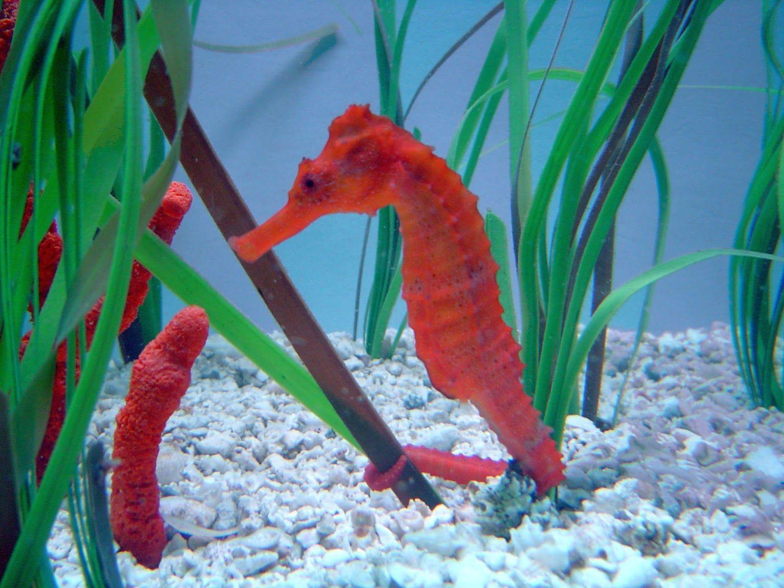 1600x1200 Sea Horse Wallpaper Animals. Horse