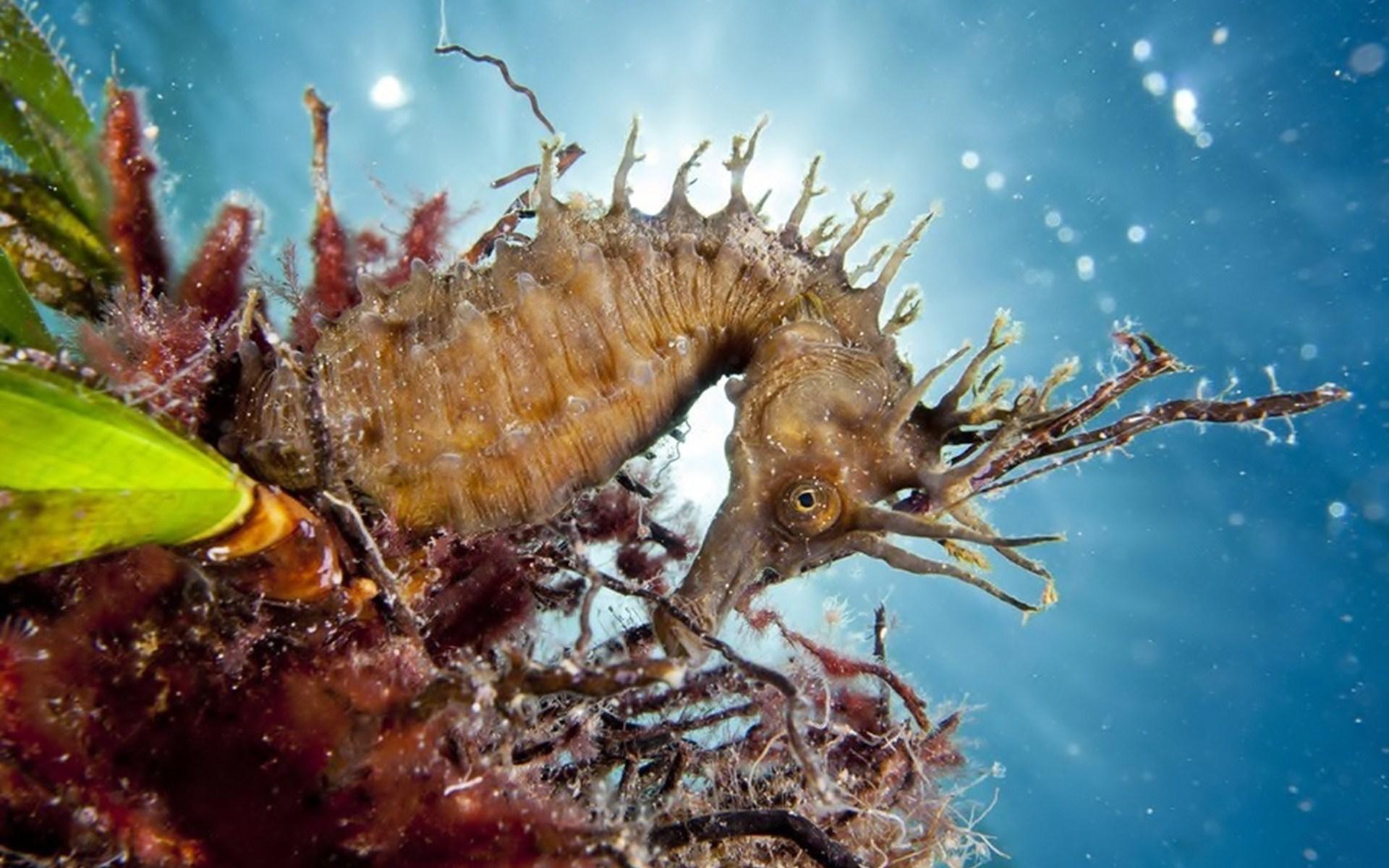 1920x1200 Sea Horse Wallpaper