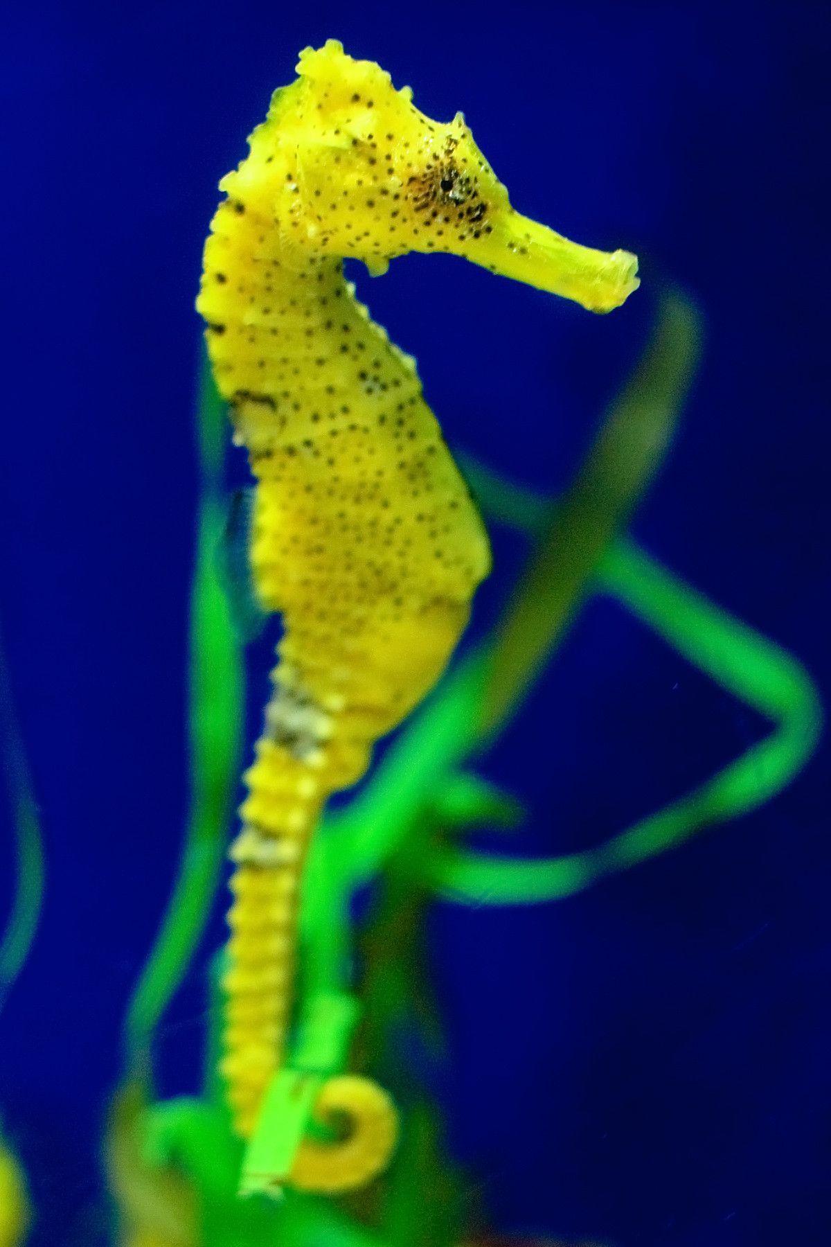 1200x1800 Free download Pics Photo Seahorse Wallpaper [1200x1800]