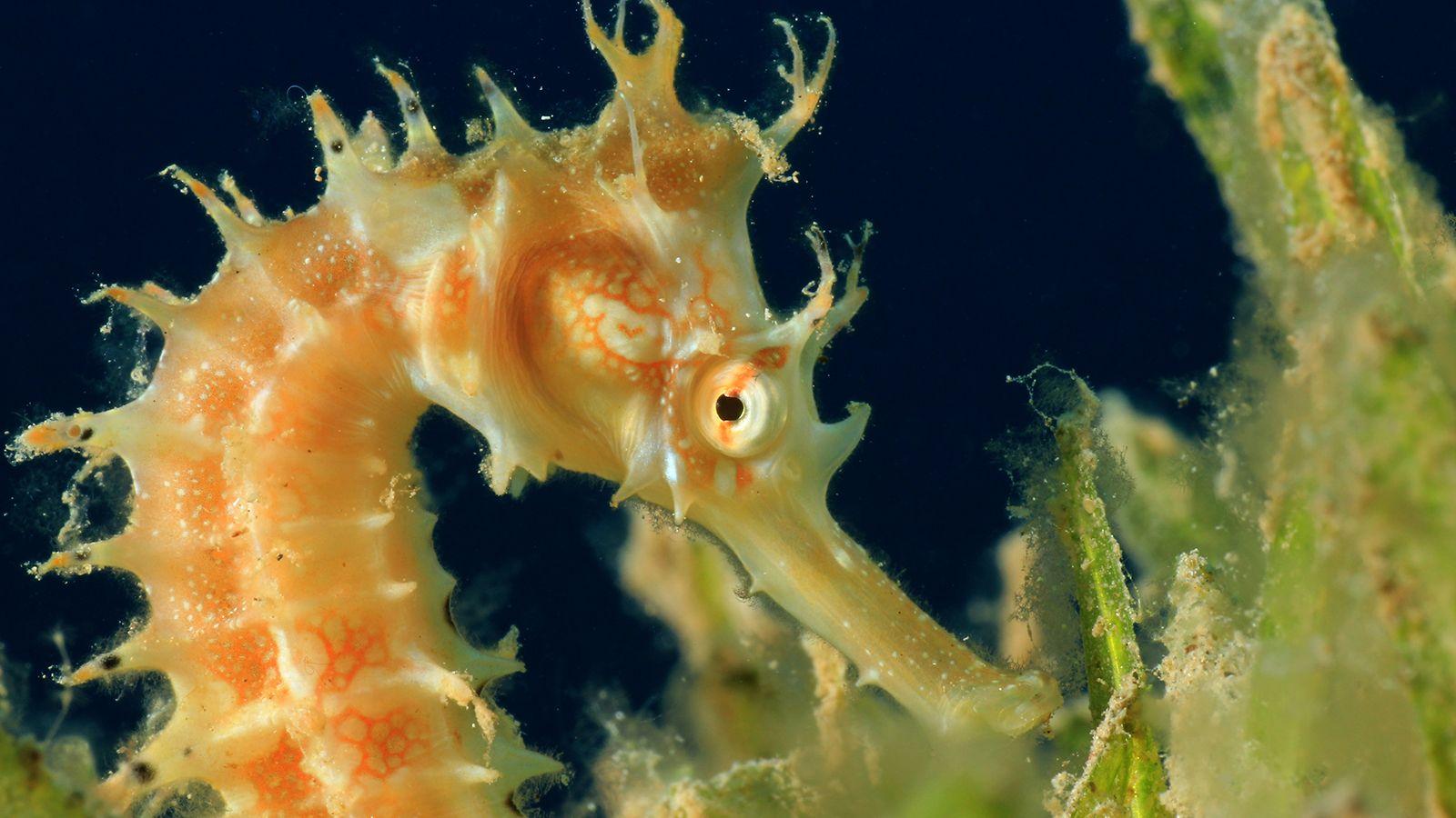 1600x900 Seahorse wallpaper, Animal, HQ Seahorse pictureK Wallpaper 2019