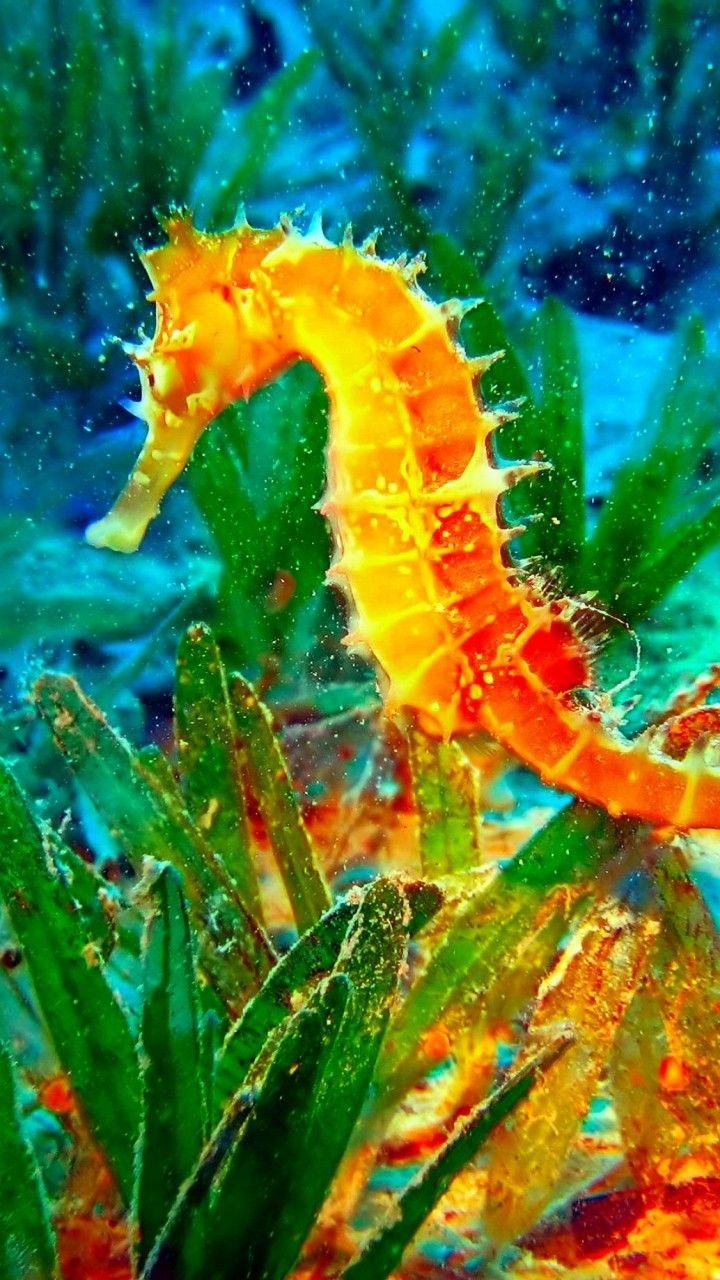 720x1280 iPhone Wallpaper. Northern Seahorse, Seahorse, Syngnathiformes