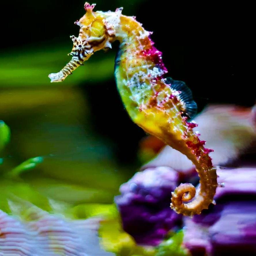 888x888 SEAHORSE Wallpaper v1 for Android