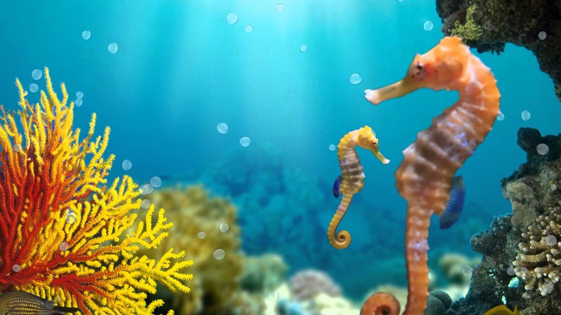 1920x1080 Sea Horse Wallpaper